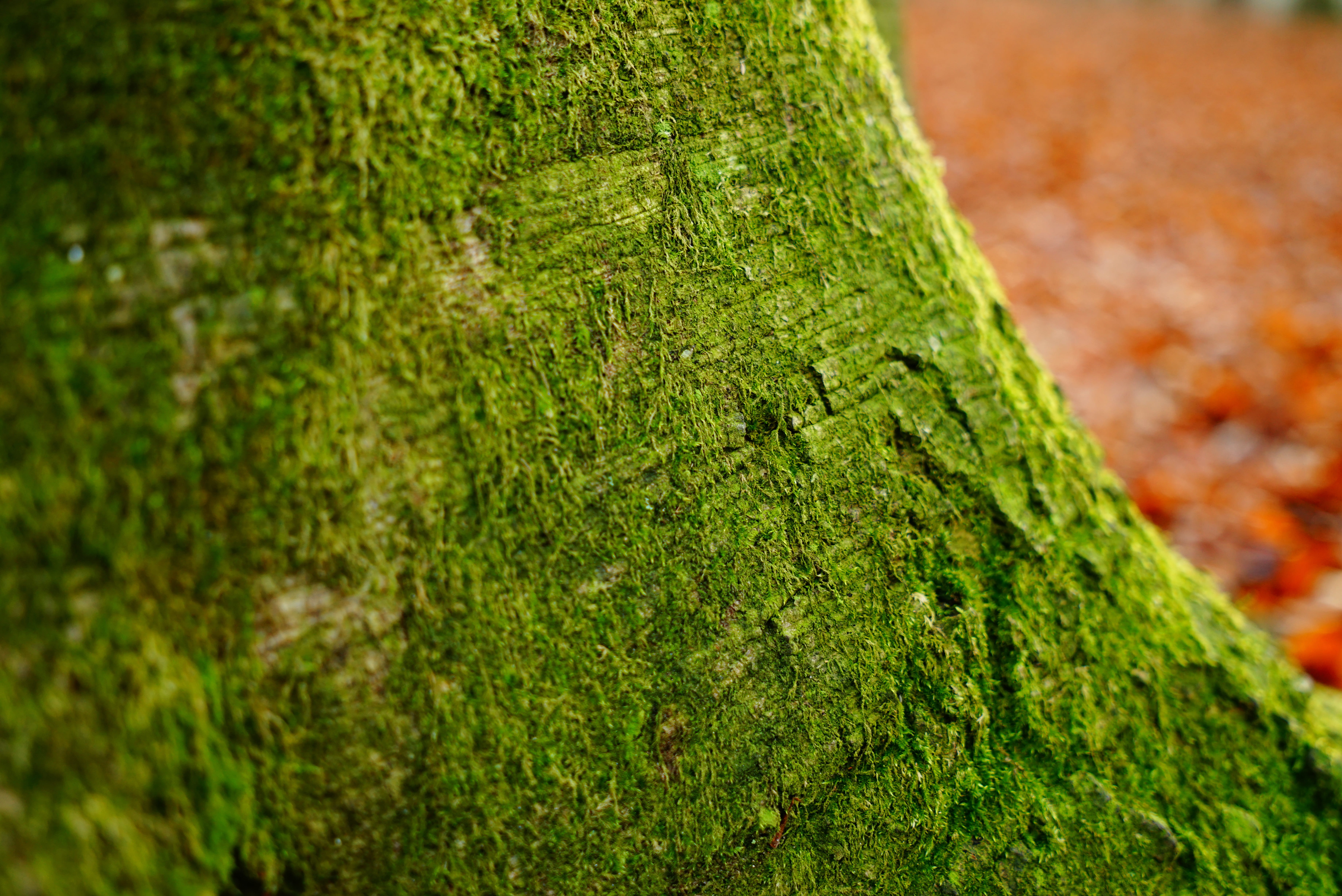 growth, forest, Tree, moss, green, close-up, plant, rough, focus on foreground, deciduous tree, outdoors, Log, Tribe, beauty in nature, green color, Beech, HD Wallpaper
