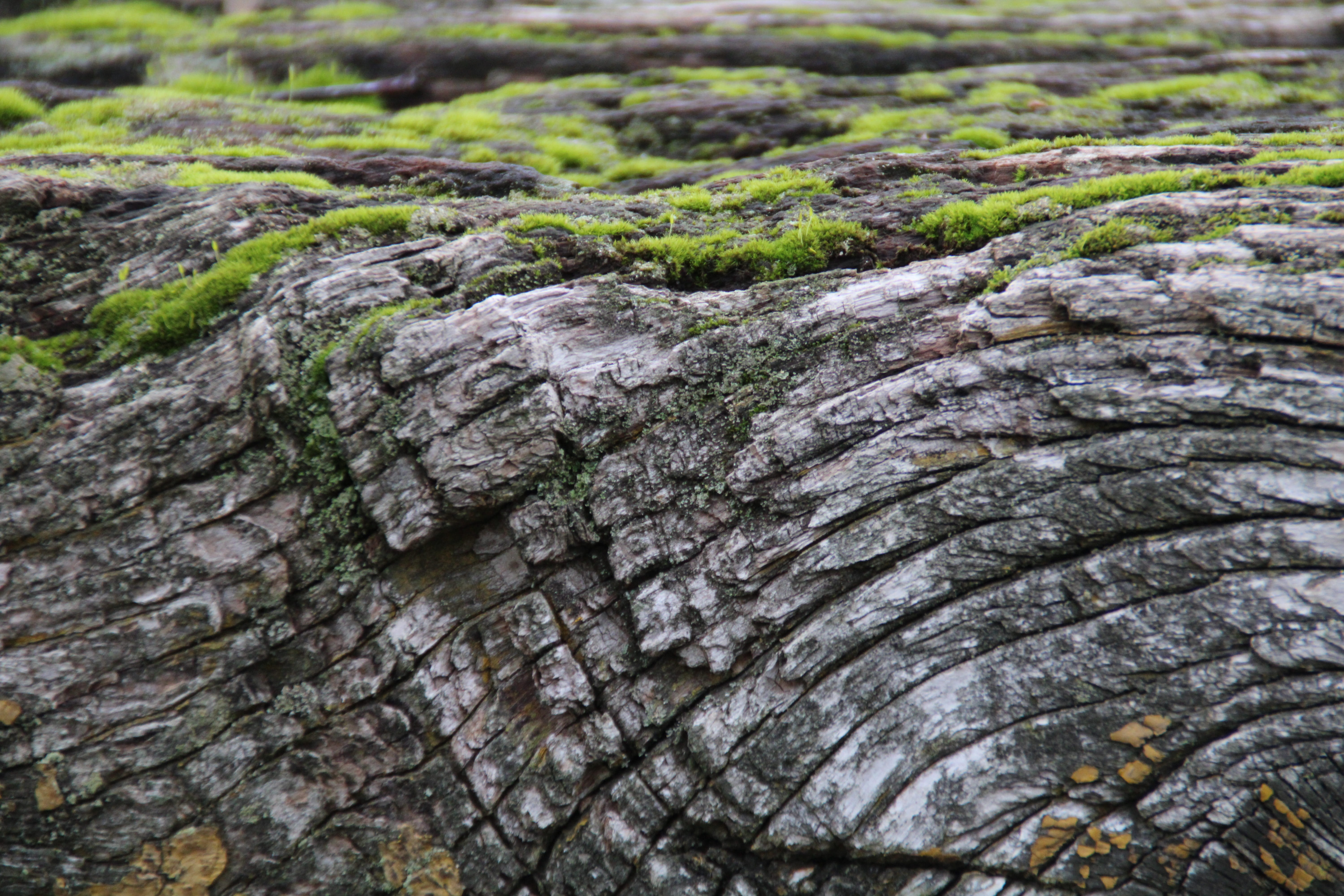 structure, tree trunk, tree, backgrounds, growth, full frame, green color, solid, wooden beams, wooden construction, old, rock, trunk, bark, rustic, no people, HD Wallpaper