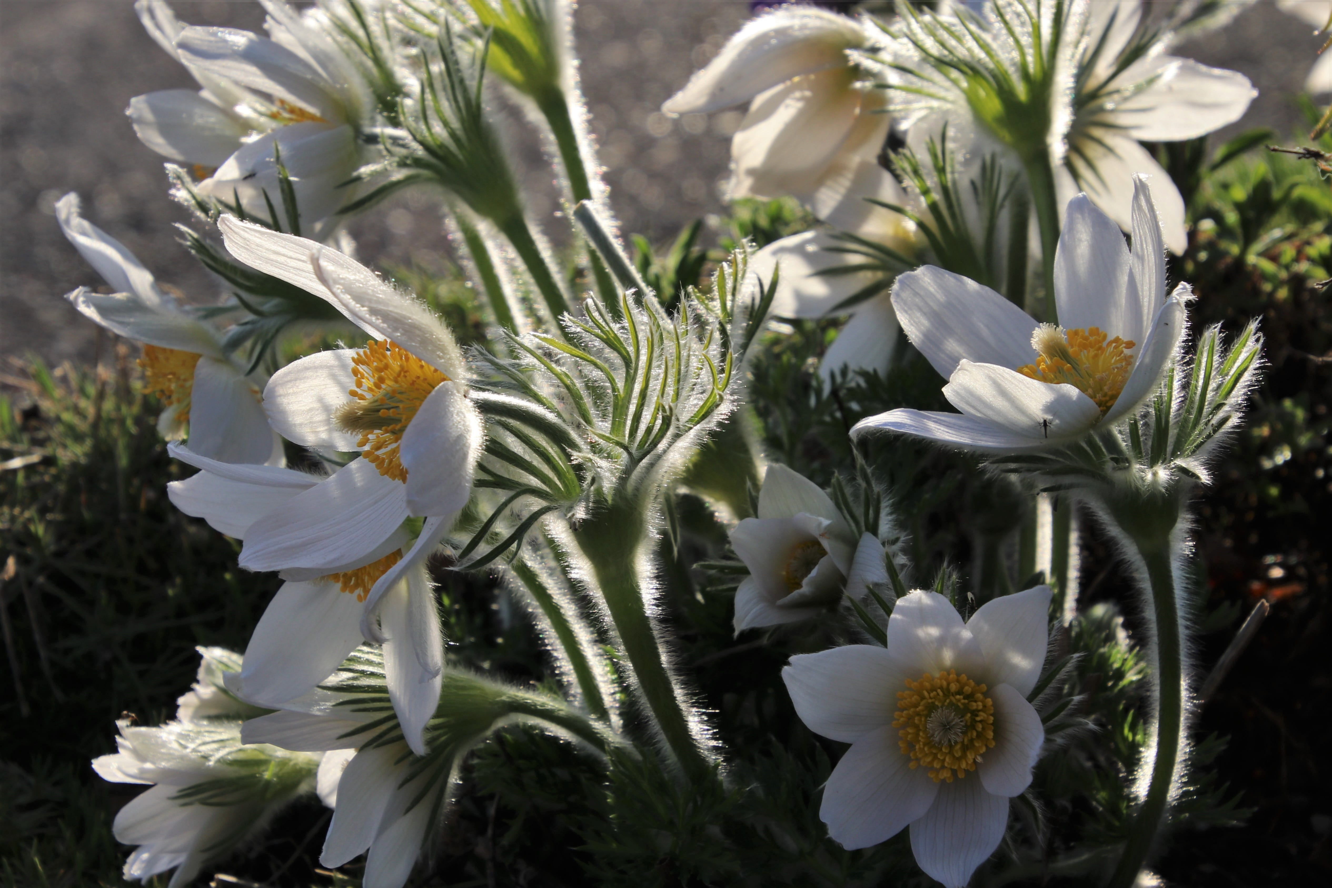 pasqueflower, vulnerability, clear, fluffy, the background, pattern, freshness, 4K, inflorescence, pollen, day, morning, animal themes, flower, nature, HD Wallpaper