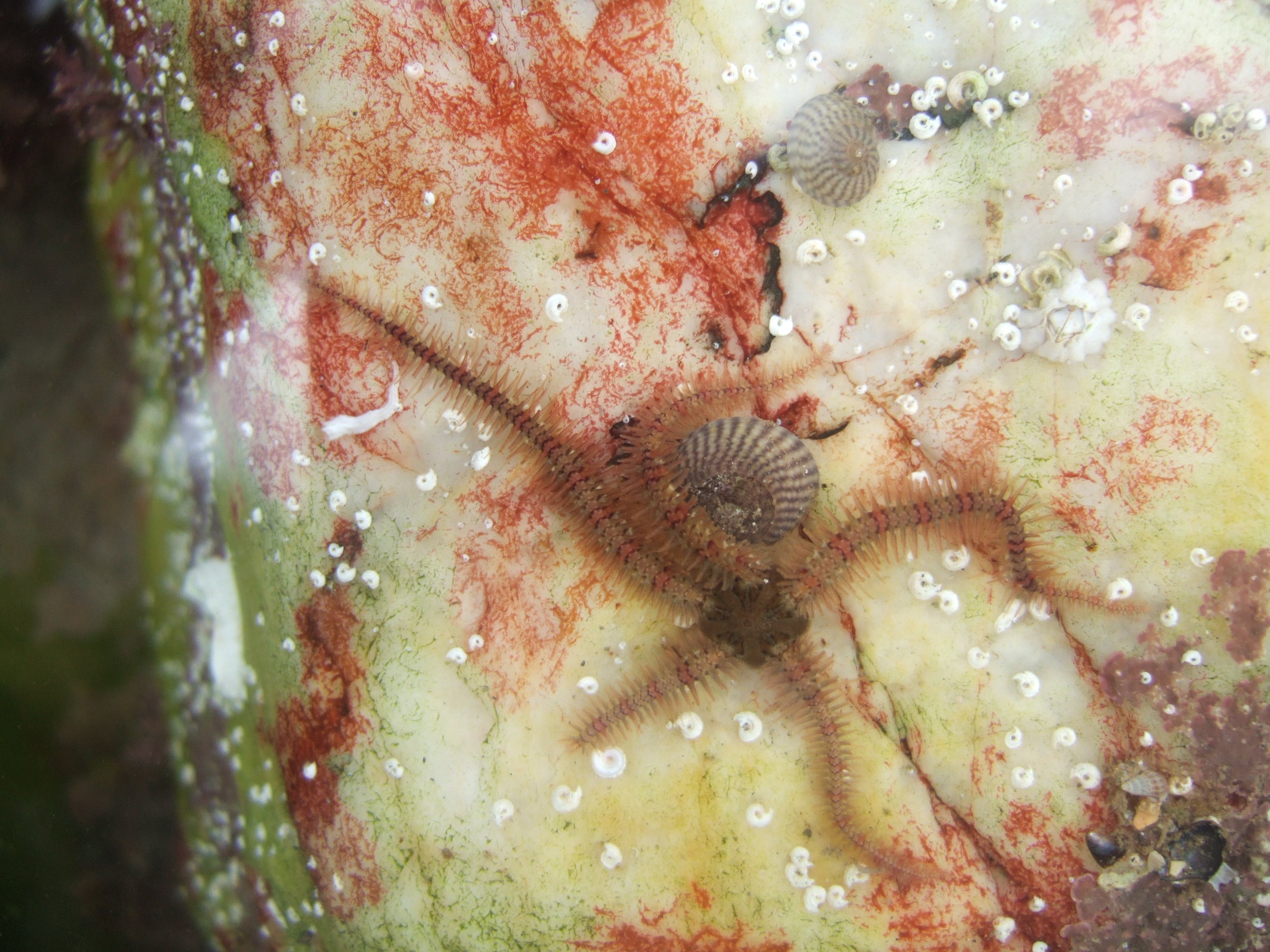 marine, rockpool, starfish, sea life, water, 2K, animal wildlife, seaside, extreme close-up, close-up, animal themes, sealife, brittle star, sea, invertebrate, HD Wallpaper