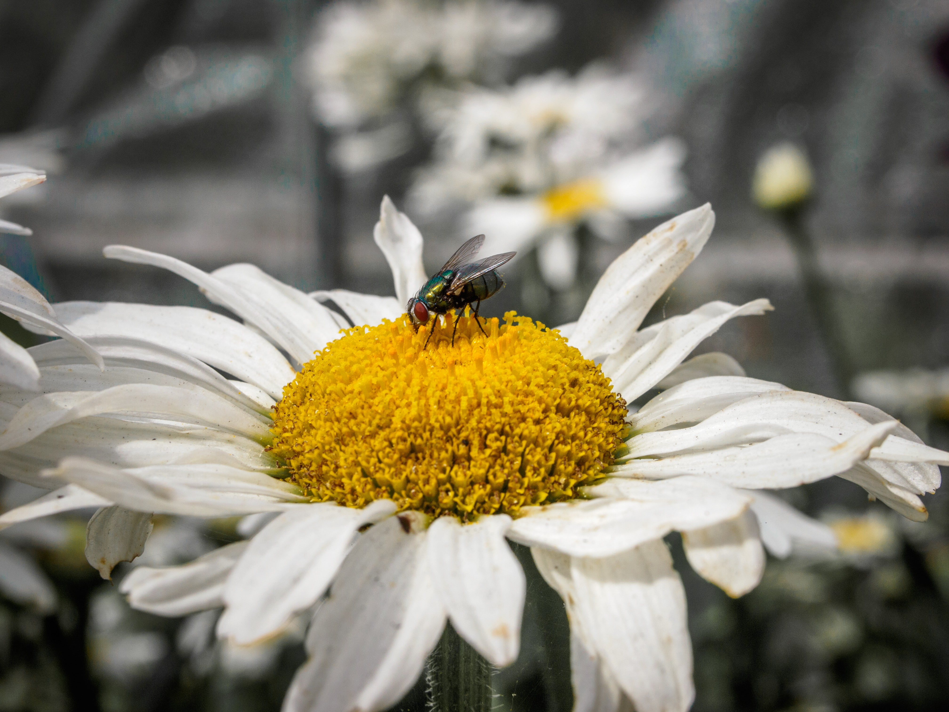one animal, flower, outdoors, freshness, bumblebee, animal, insect, flower head, flowers, animal themes, petal, animals in the wild, pollination, 4K, plant, HD Wallpaper