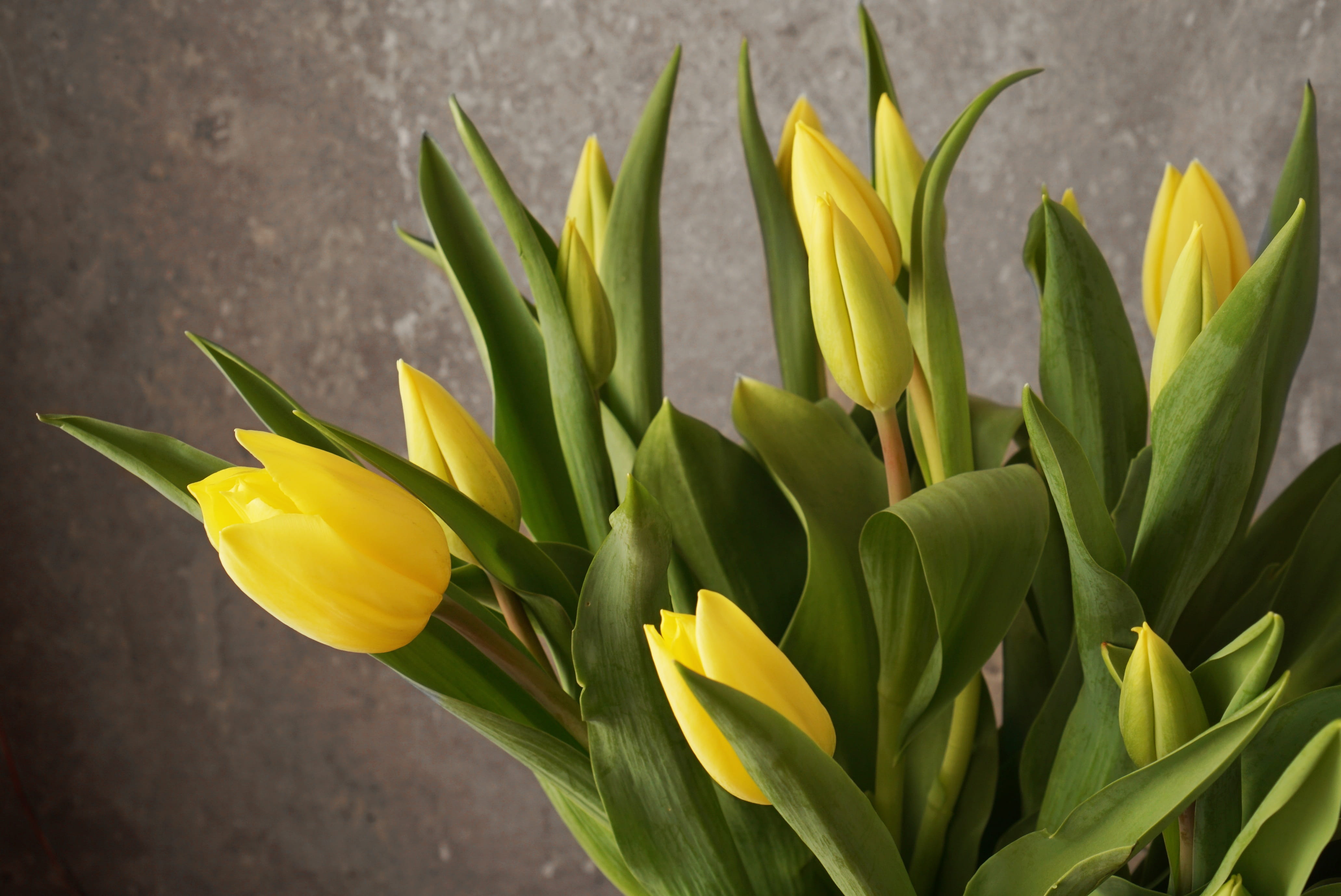 flower head, plant, sepal, bloom, green color, flowering plant, flower arrangement, petal, yellow flower, 4K, growth, beauty in nature, bouquet, fragility, HD Wallpaper