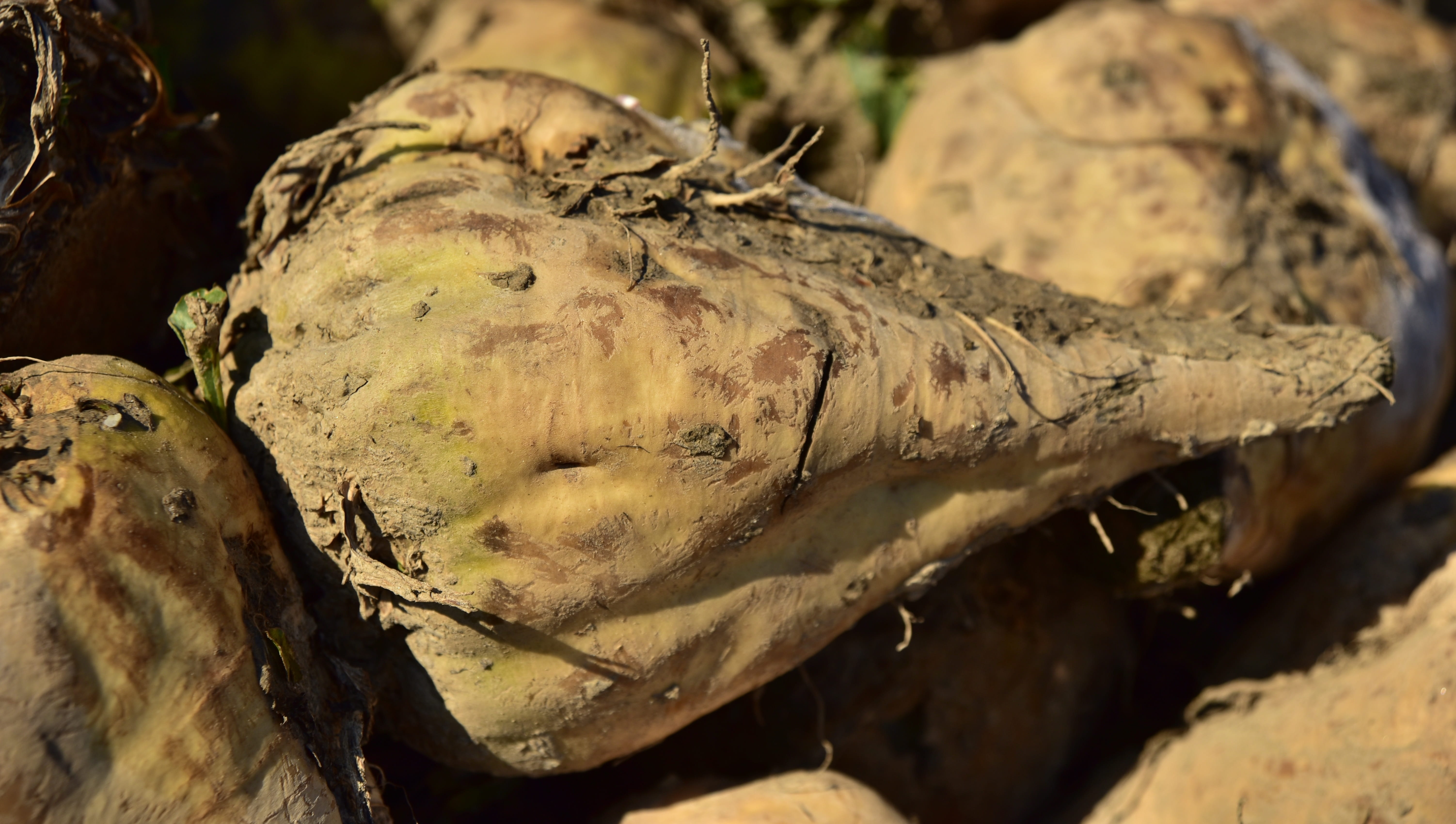 fungus, day, sugar, dry, commodity, 5K, turnip, root, sugar beet, nature, focus on foreground, land, harvest, trunk, cultivation, no people, sunlight, HD Wallpaper