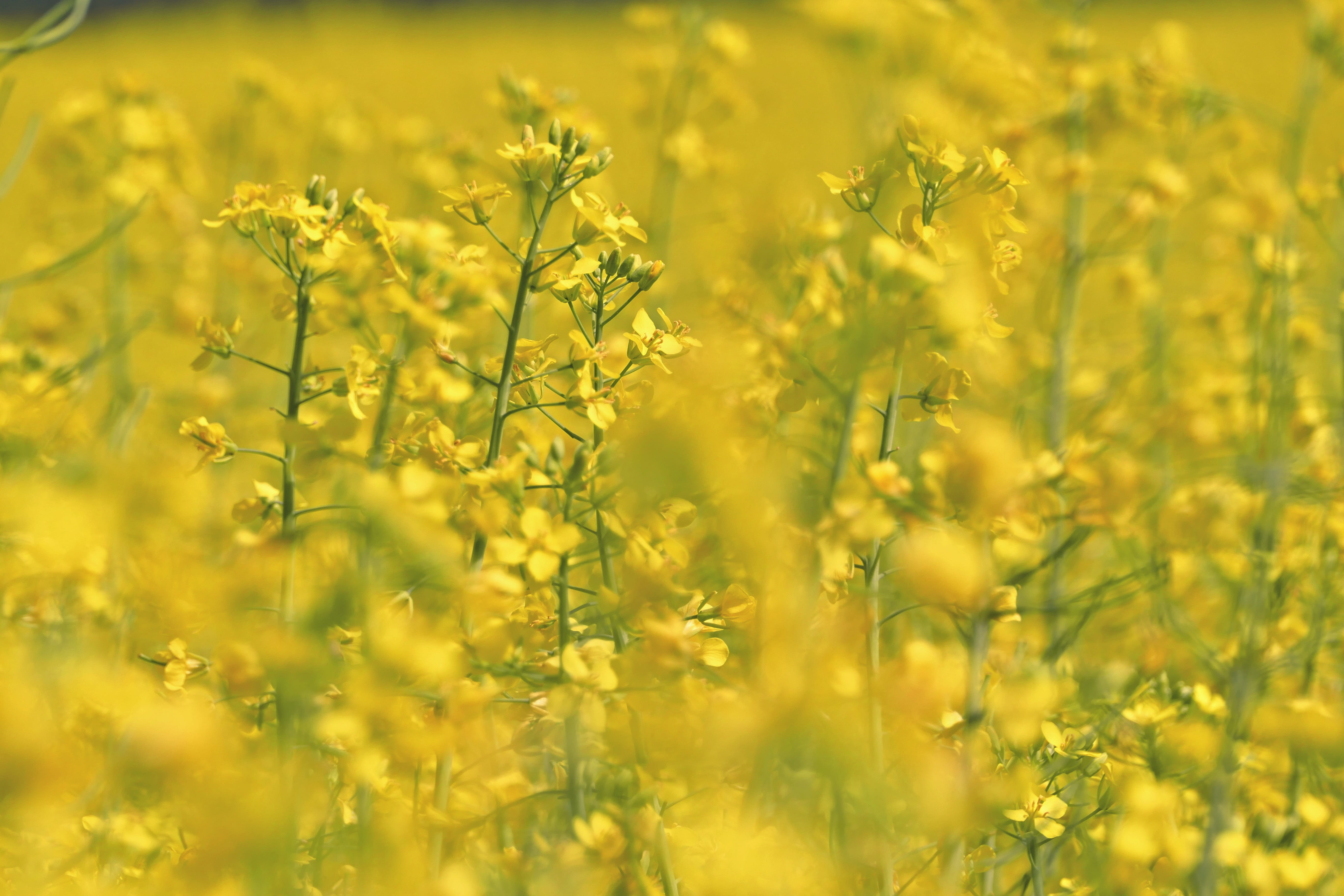 oilseed rape, danube, springtime, fragility, crop, vulnerability, rape, rural scene, agriculture, nature, cultivation, commodity, selective focus, landscape, HD Wallpaper