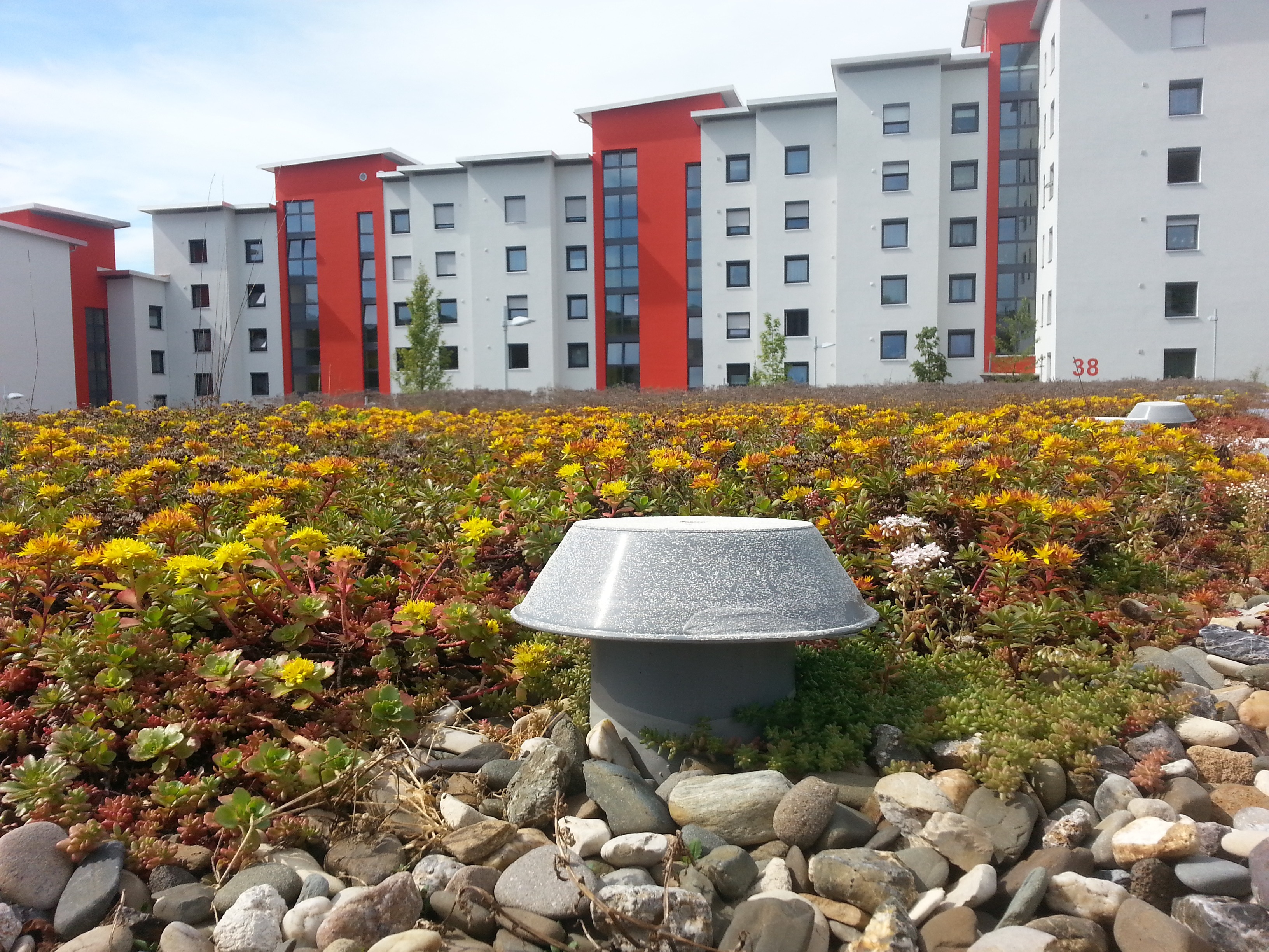 ventilation, homes, multi-family home, flowerbed, pebble, extensive green roofs, live, white, flat roof, rise, plant, green roof, flowering plant, nature, HD Wallpaper