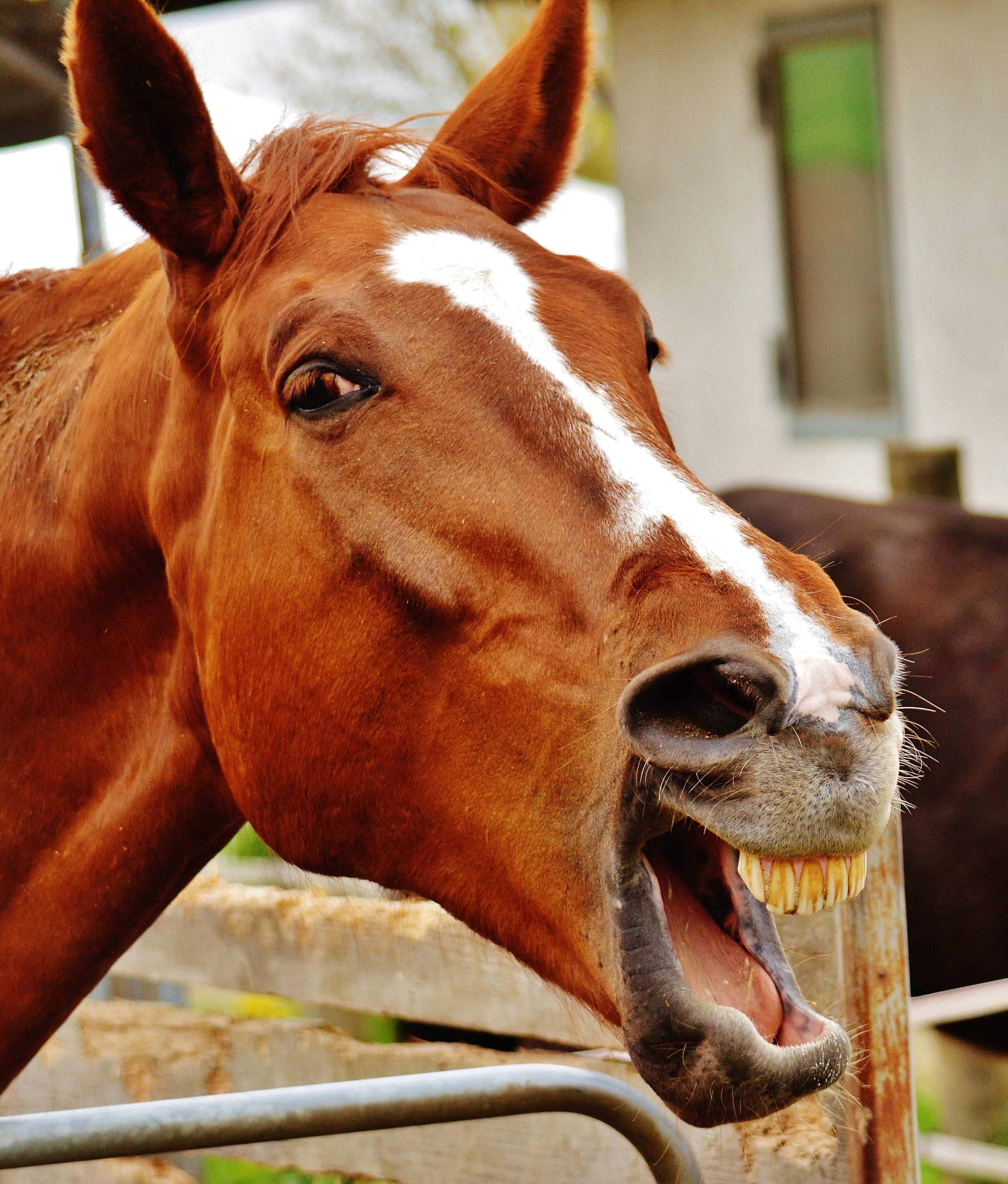 brown, close-up, stable, cute, horse head, shallow, animal themes, mammal, livestock, focus on foreground, vertebrate, animal head, day, herbivorous, funny, Phone HD Wallpaper