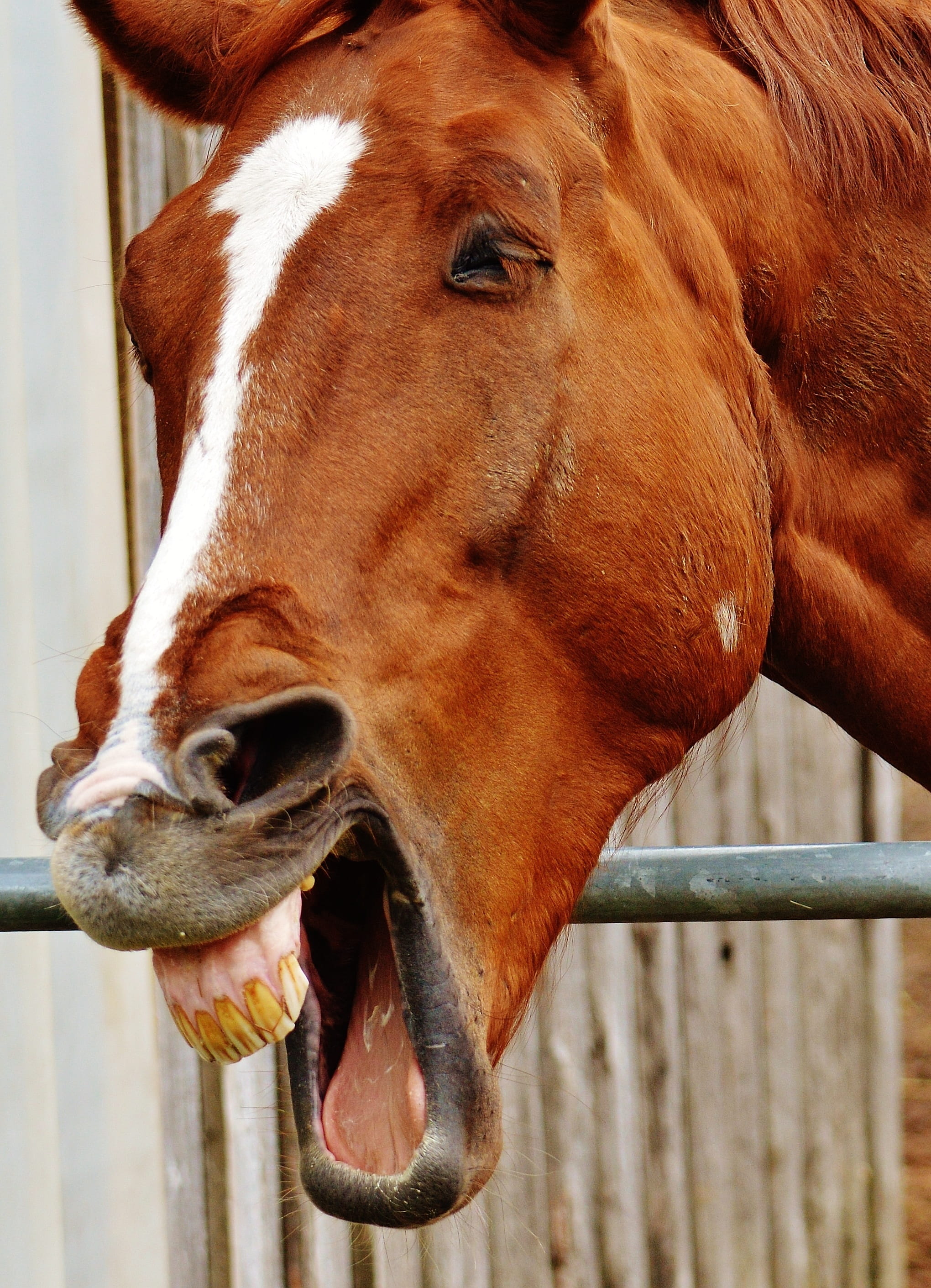 2K, pets, animal mouth, one animal, snout, herbivorous, animal body part, laugh, animal wildlife, day, horse head, close-up, no people, animal themes, Phone HD Wallpaper