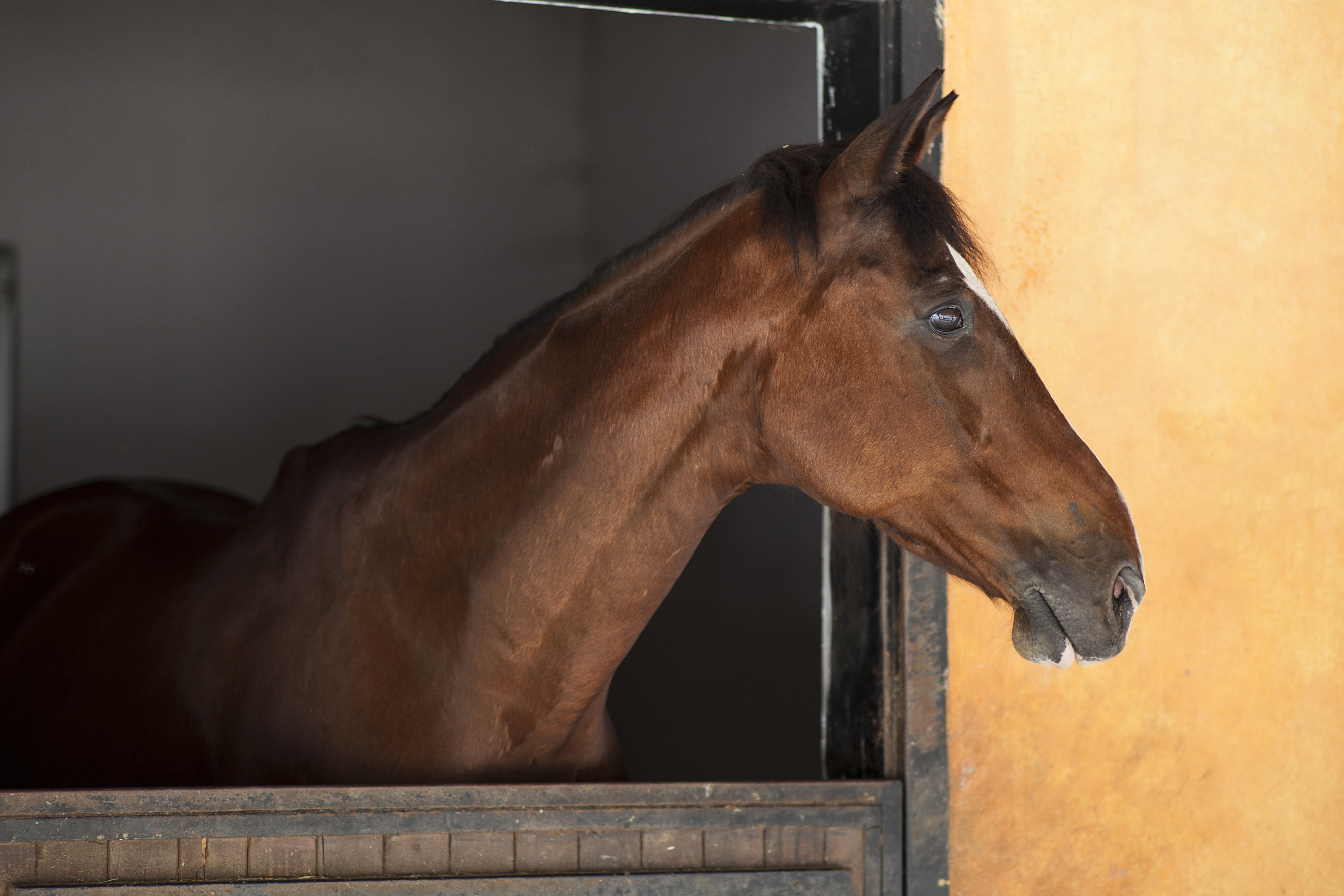 vertebrate, animal body part, 5K, brown, stallion, ride, side view, domestic, livestock, horse, window, arabic horse, eye, mammal, wall - building feature, HD Wallpaper