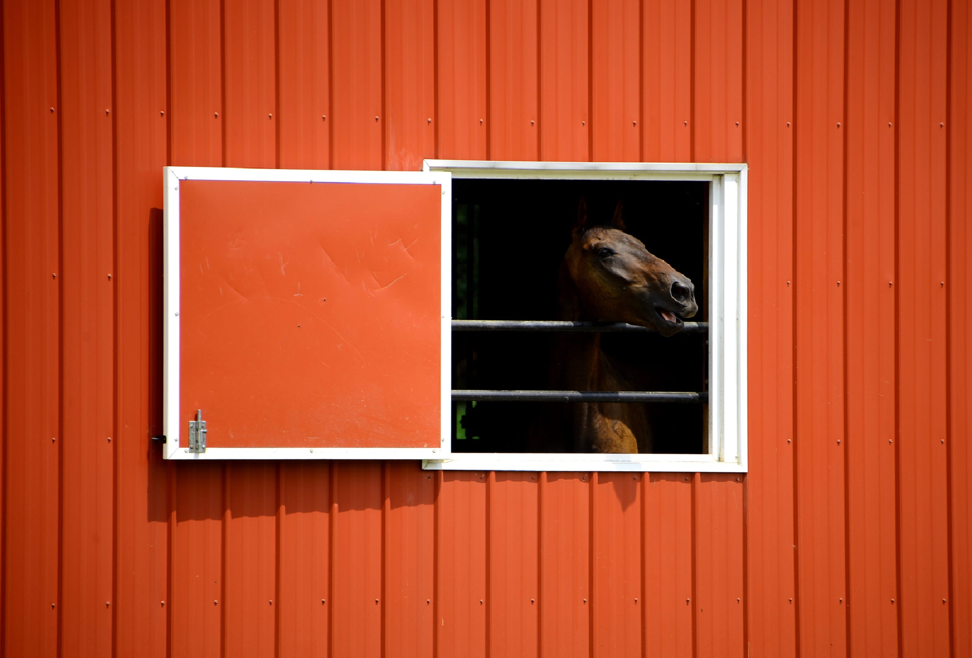 barn, animal wildlife, built structure, building exterior, container, animal head, vertebrate, mammal, portrait, curtain, ranch, pets, open, wooden, head, HD Wallpaper