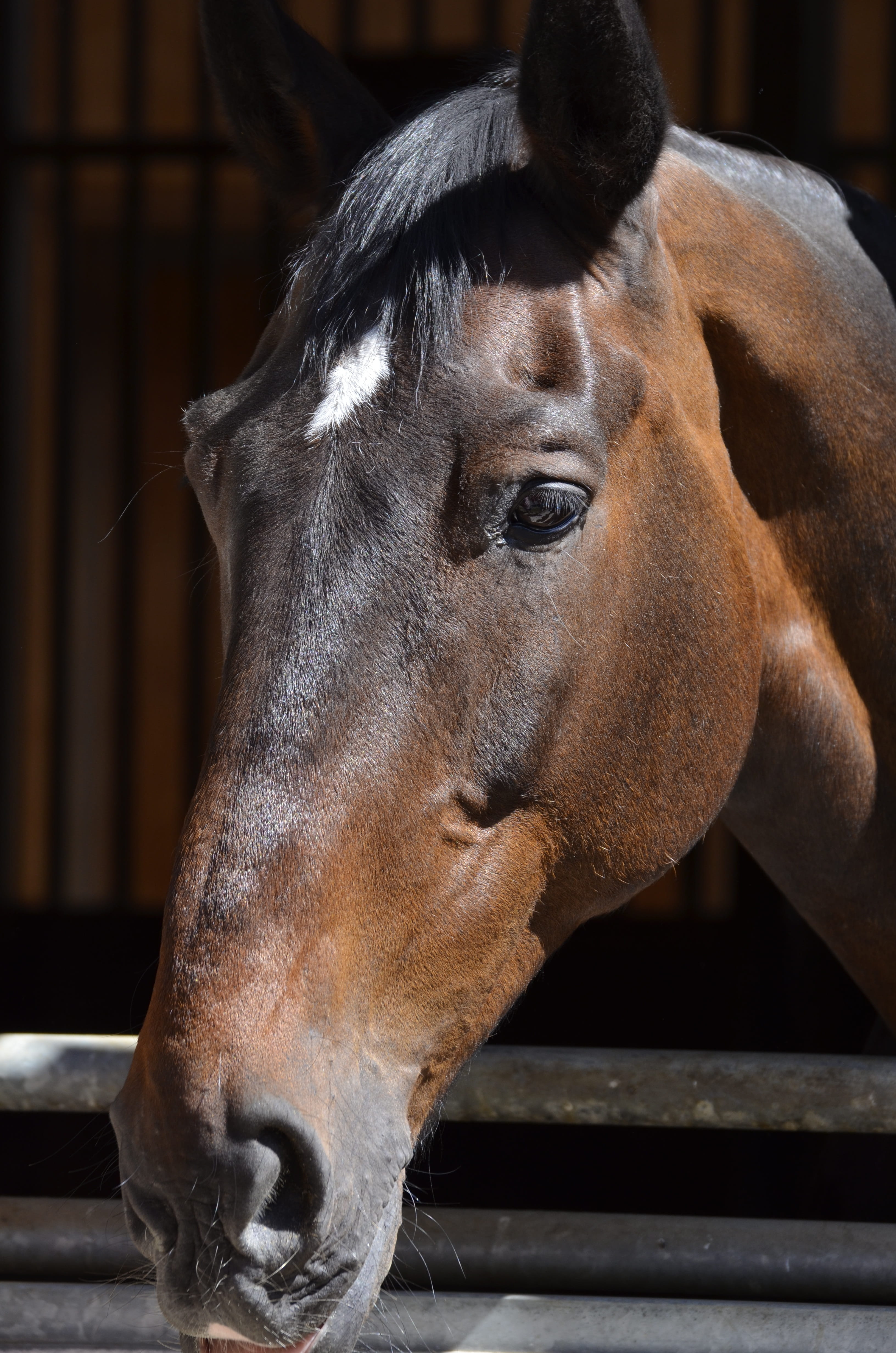 portrait, stable, mane, one animal, focus on foreground, animal head, ranch, brown horse, no people, animal eye, animal wildlife, looking, animal, brown, Phone HD Wallpaper