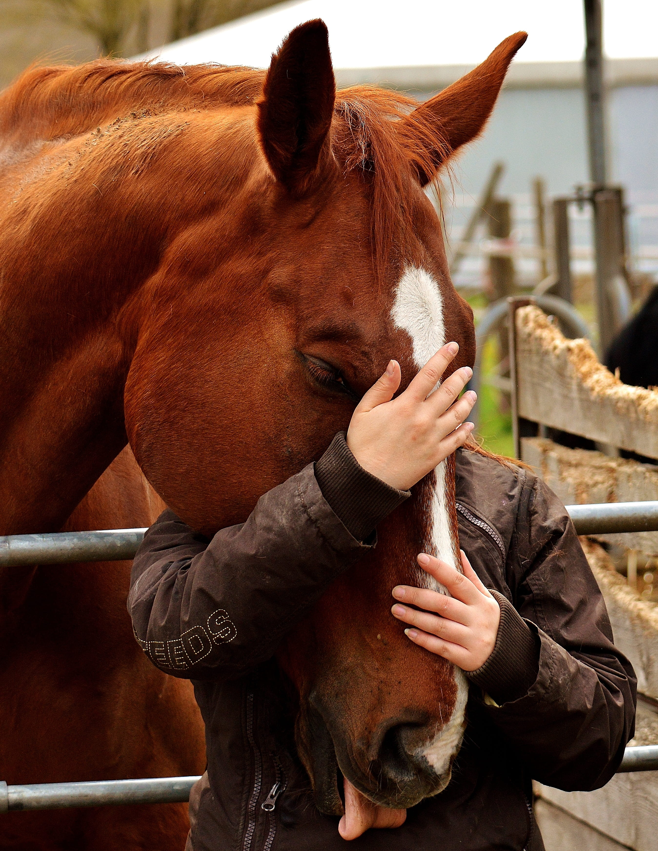 livestock, Love, woman, brown, Horse, connectedness, herbivorous, animal themes, vertebrate, near, holding, one animal, animal head, ranch, 2K, Friendship, Phone HD Wallpaper