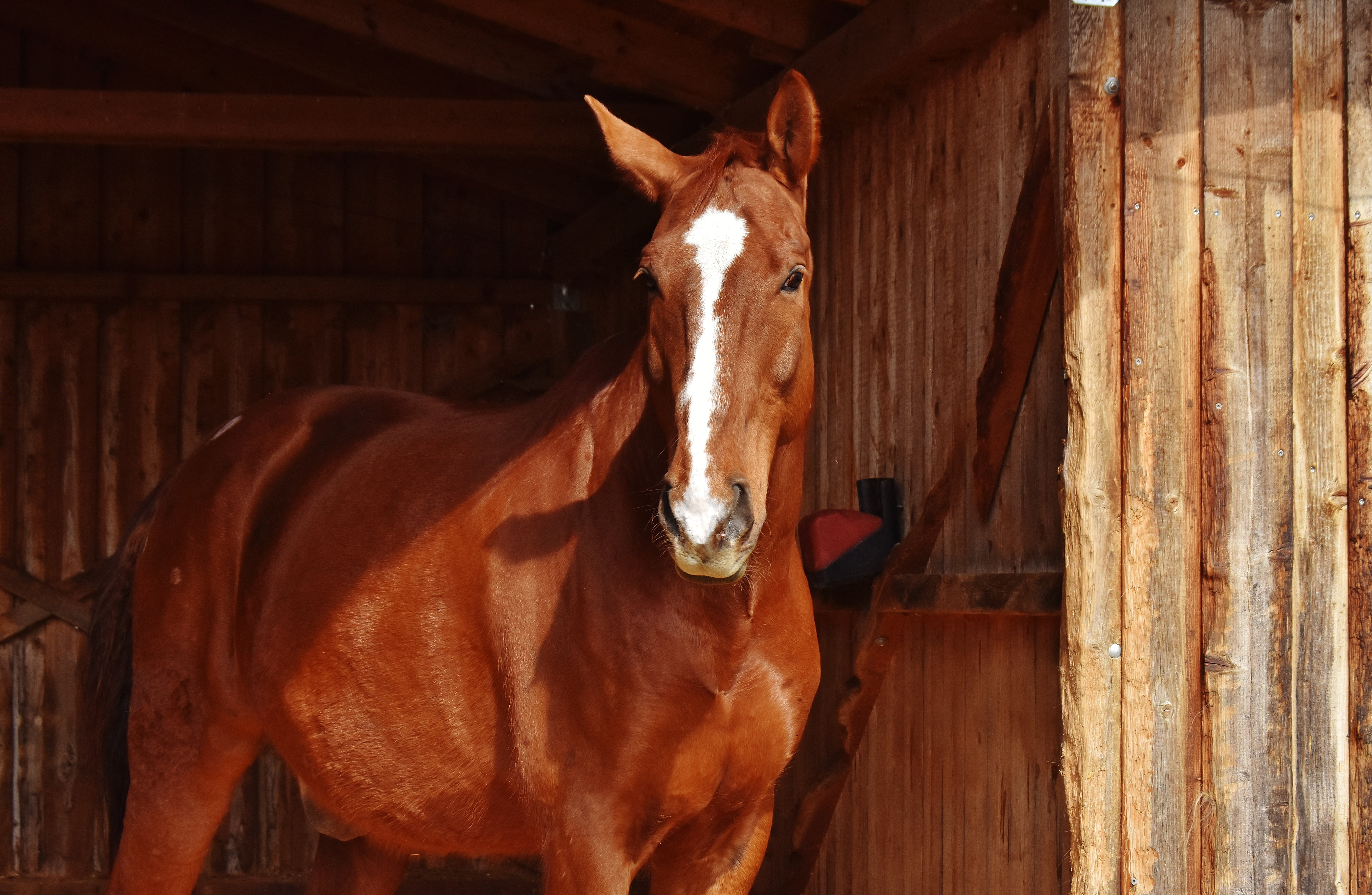 day, animal head, brown, ranch, animal wildlife, reiterhof, looking at camera, animal themes, stallion, domestic animals, stall, herbivorous, stable, no people, HD Wallpaper