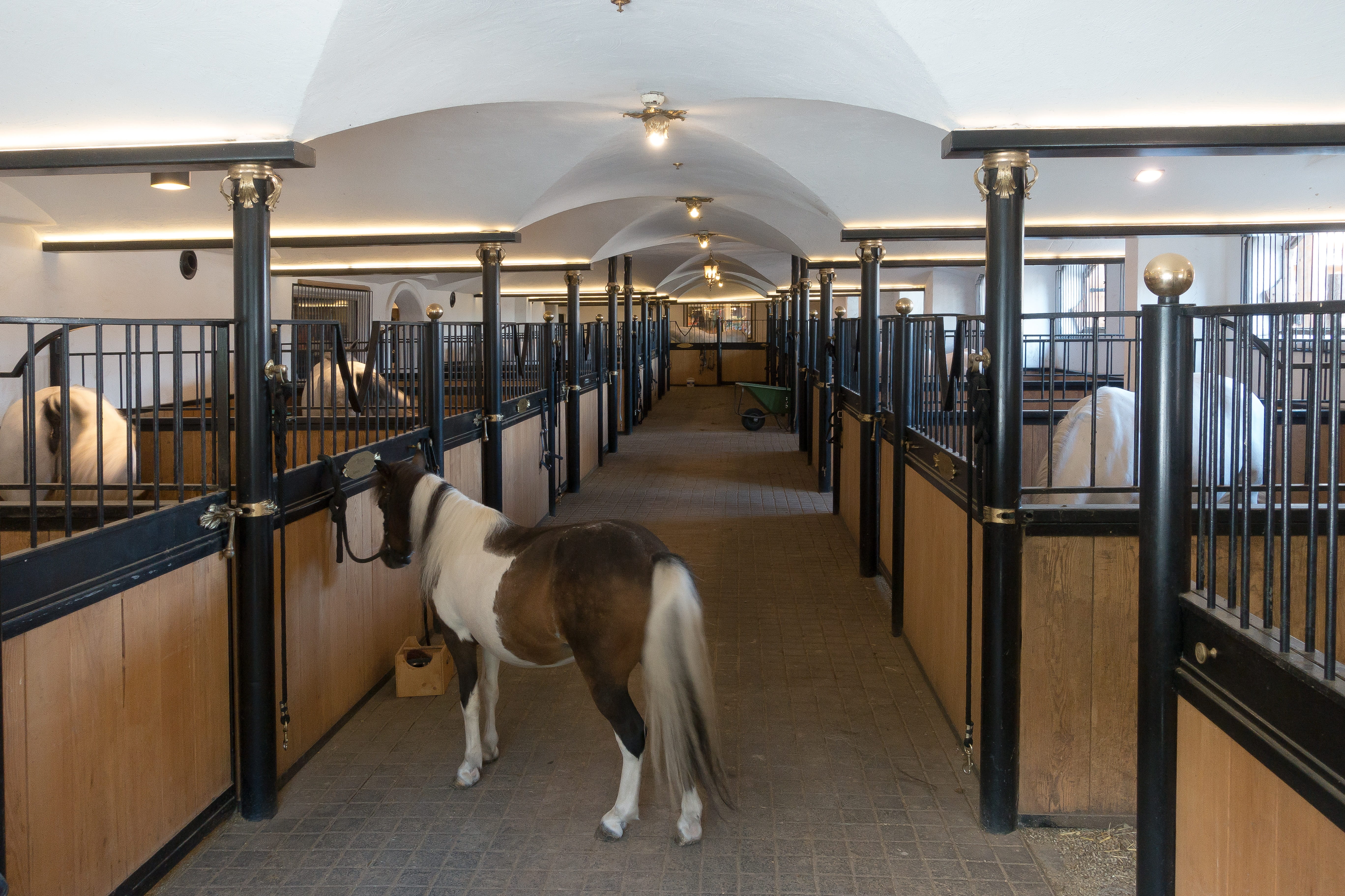 beside, lipizzaner, pony, animal themes, breed of horse, reiterhof, building, arcade, nature, domestic, railing, white, wooden, stud, no people, day, architecture, HD Wallpaper