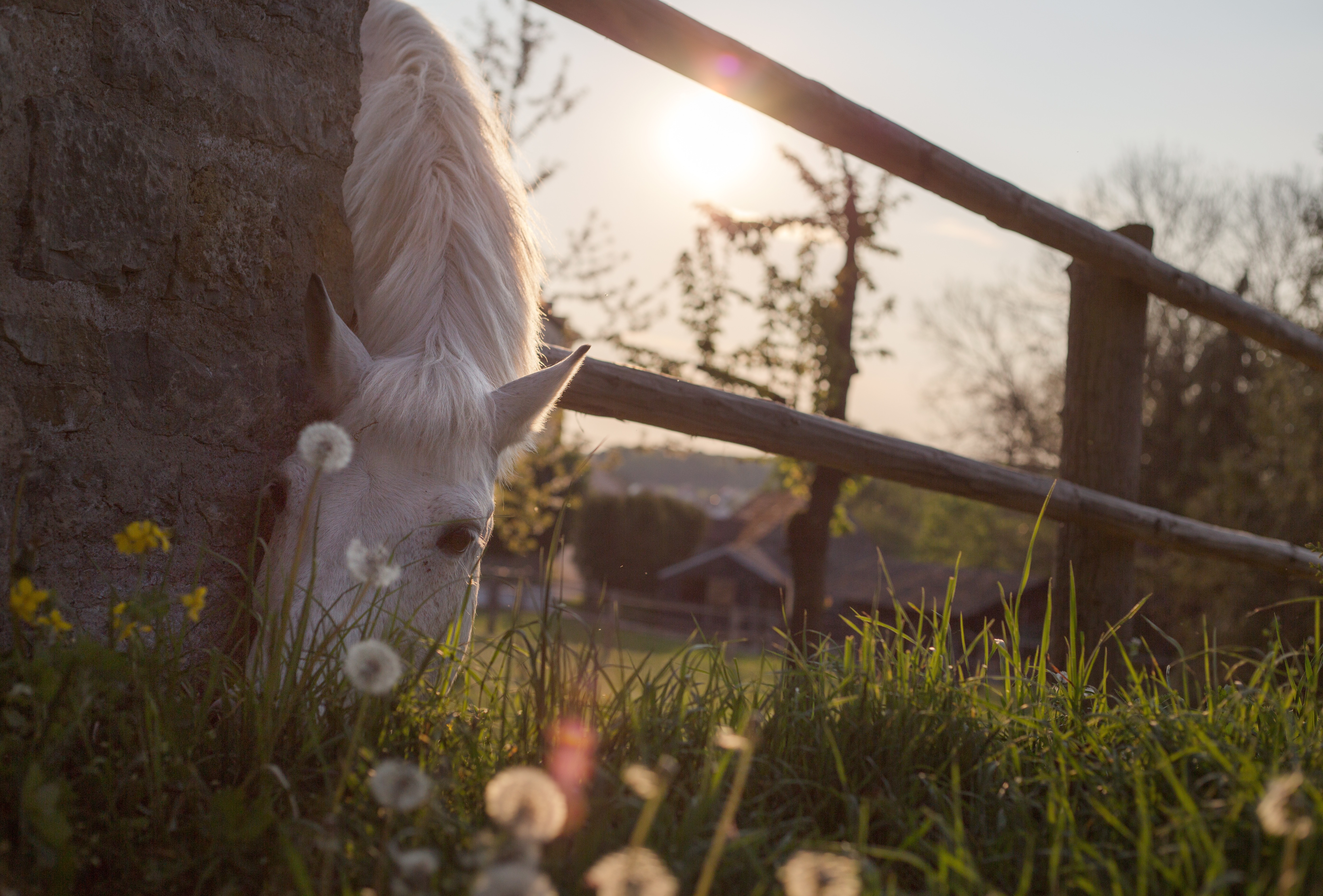 animal, animal wildlife, livestock, outdoors, photography, field, barrier, horse stable, shift, dandelion, selective focus, horses, vertebrate, graze, mood, HD Wallpaper