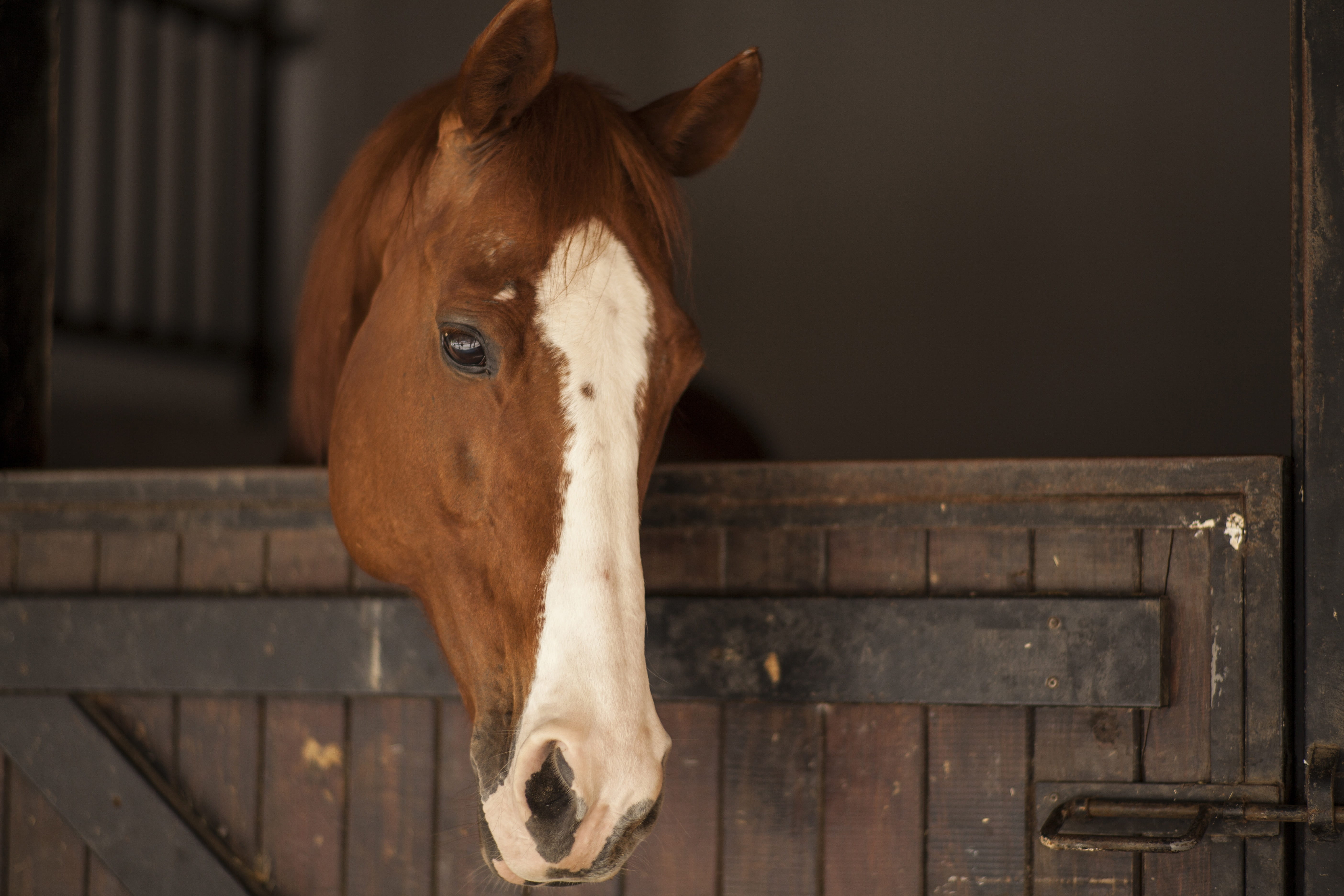 barn, the innocence, vertebrate, animal head, photo, ride, animal themes, mammal, ranch, domestic animals, eyes, the horses are, stable, no people, stallion, HD Wallpaper