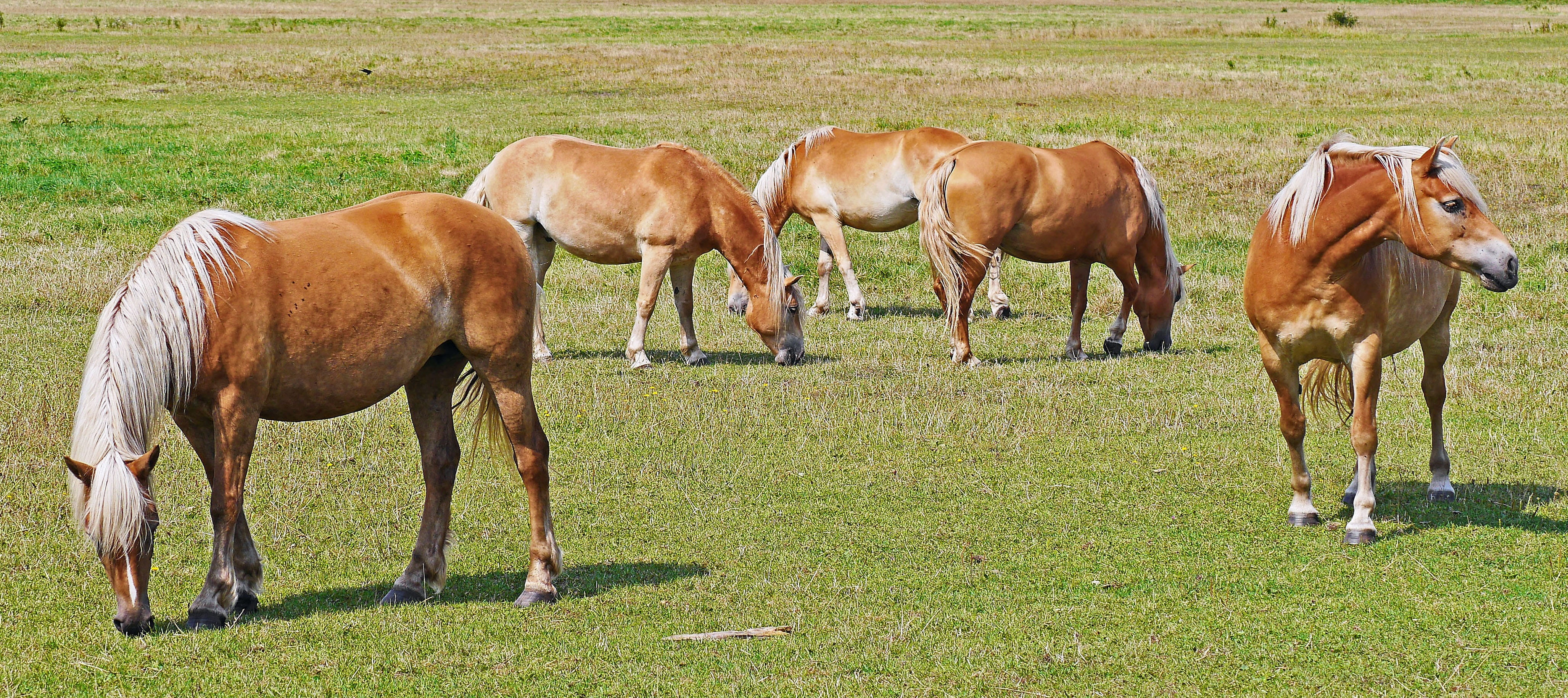 outdoors, nature, domestic animals, breed of horse, no people, blond, horse, haflinger, agriculture, meadow, horses, herbivorous, group of animals, land, HD Wallpaper