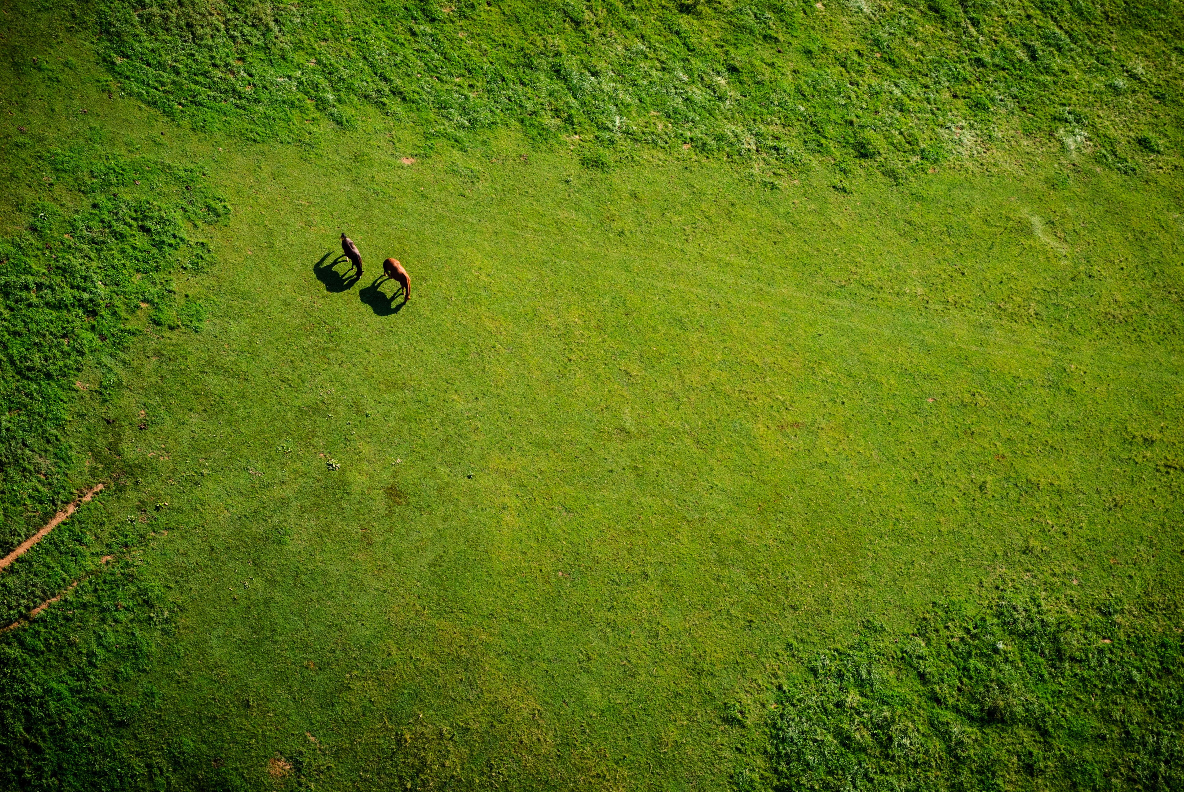 dirt, animals, 4K, aerial view, horse, field, nature, HD Wallpaper