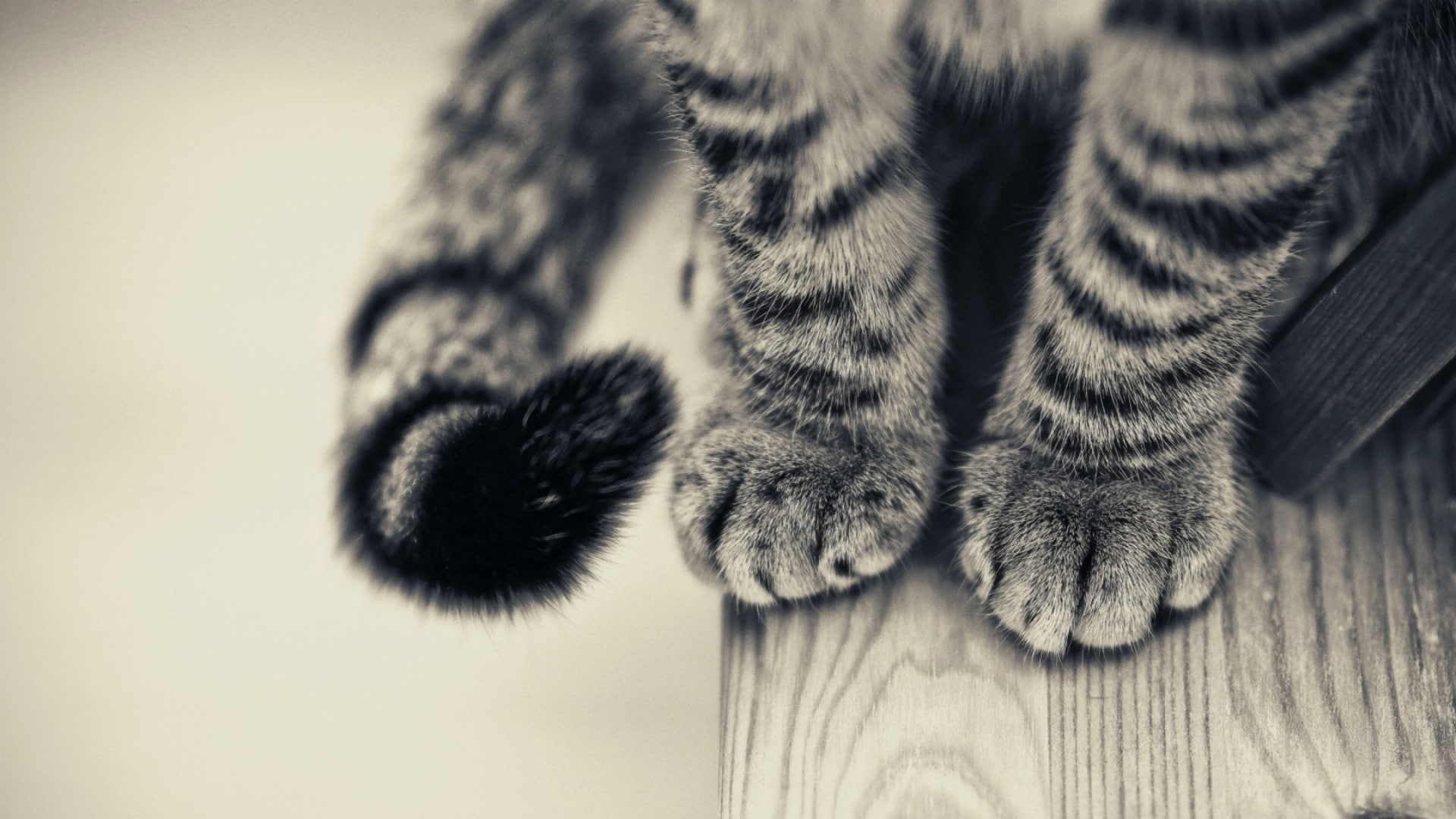 paws, cat, wooden surface, tail, animals, 1080P, monochrome, HD Wallpaper