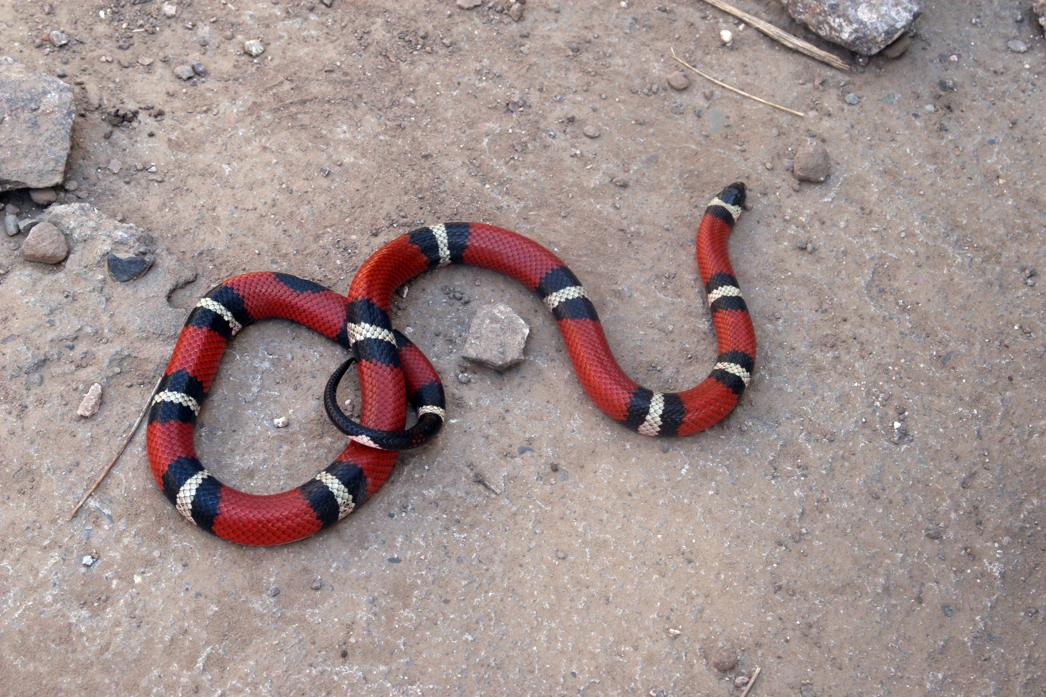 day, sand, rope, 2K, protection, land, red, directly above, safety, outdoors, Snake, still life, Reptile, beach, no people, False Coral, animal, wildlife, HD Wallpaper