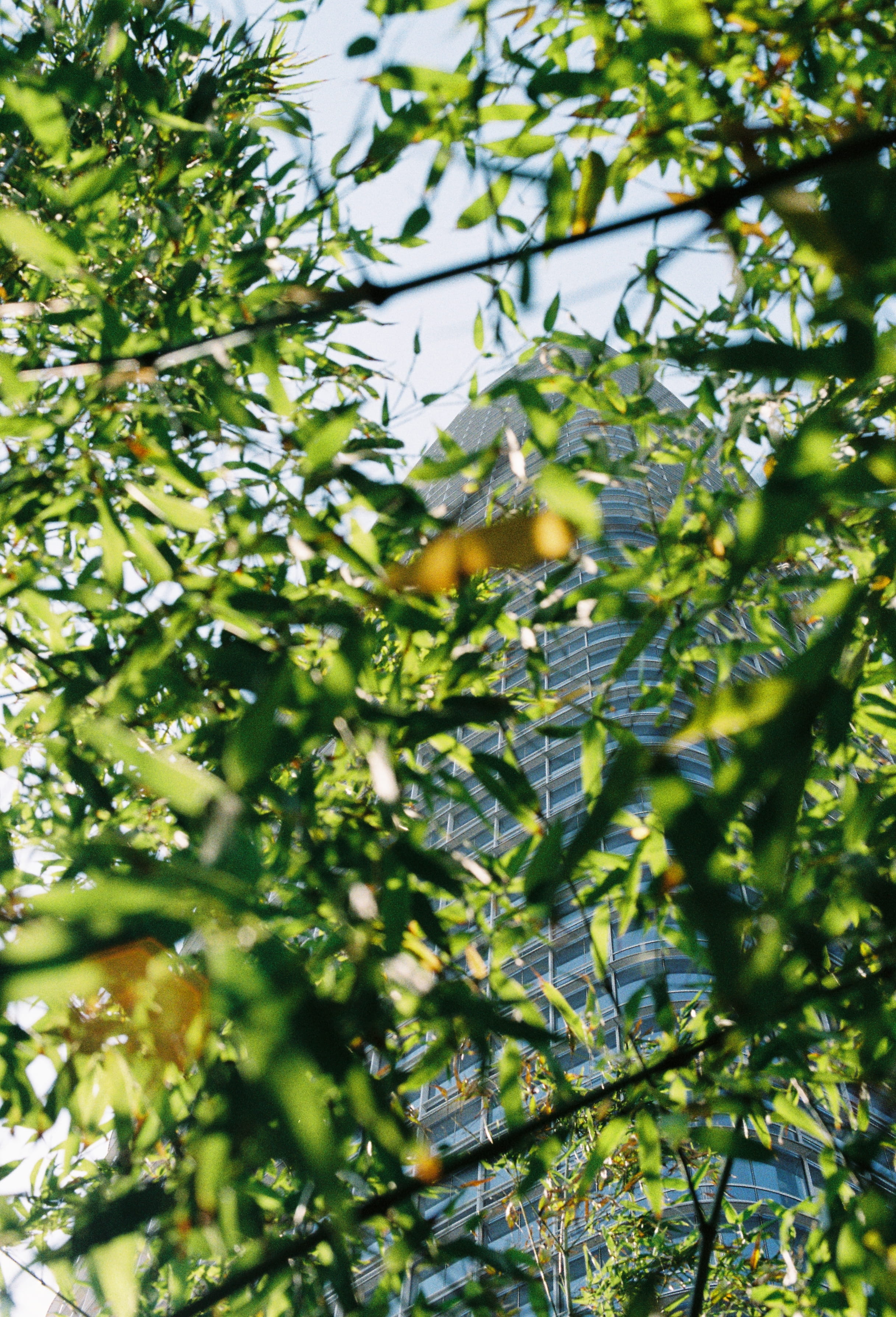 gentrification, plant, food, travel, animal, 35mm, bird, branch, green, beauty in nature, sunlight, outdoors, tree, food and drink, san francisco, bamboo, Phone HD Wallpaper