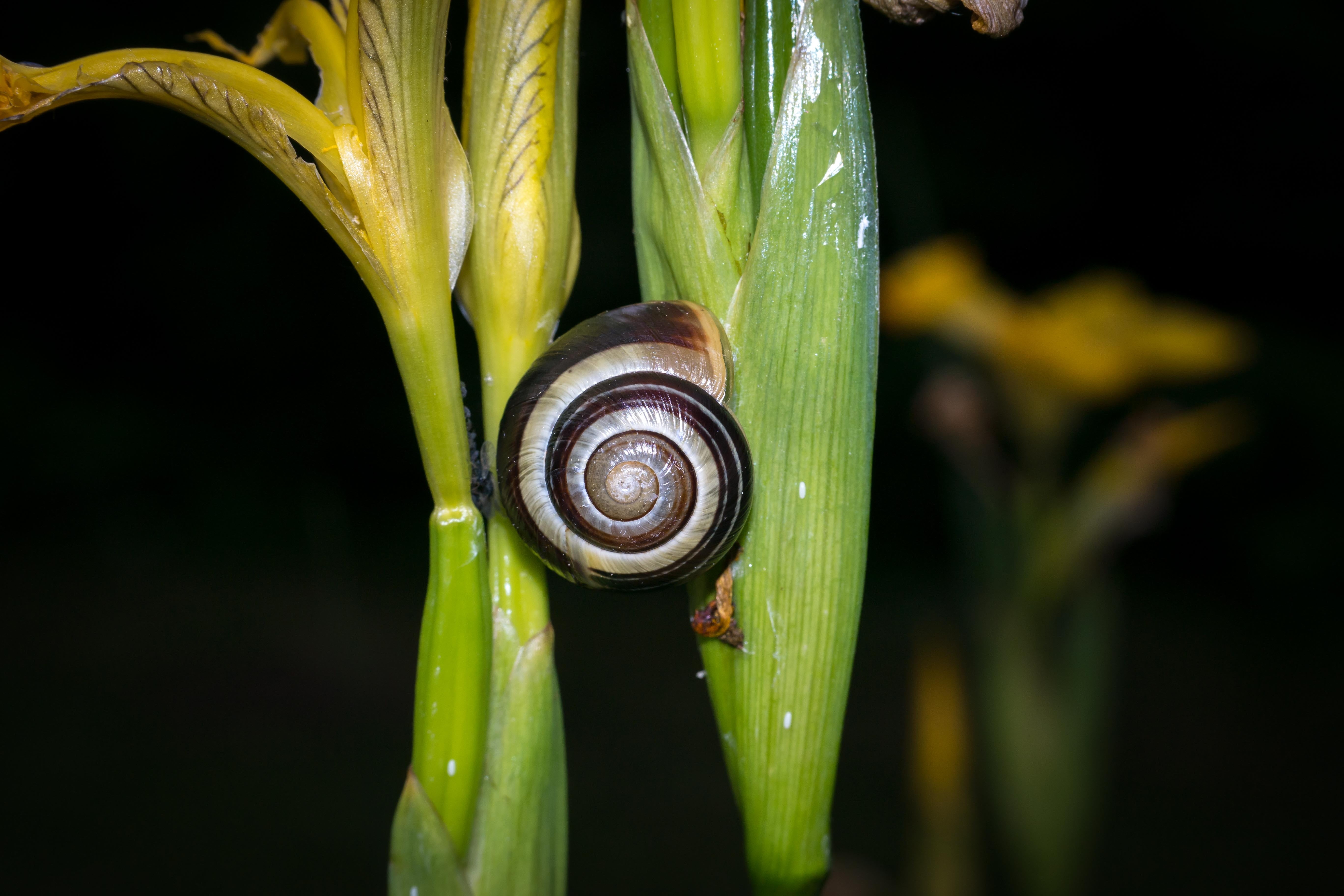 green color, animal, reptile, animal themes, spiral, animal wildlife, invertebrate, shell, no people, plant part, one animal, mollusk, animal shell, close-up, HD Wallpaper
