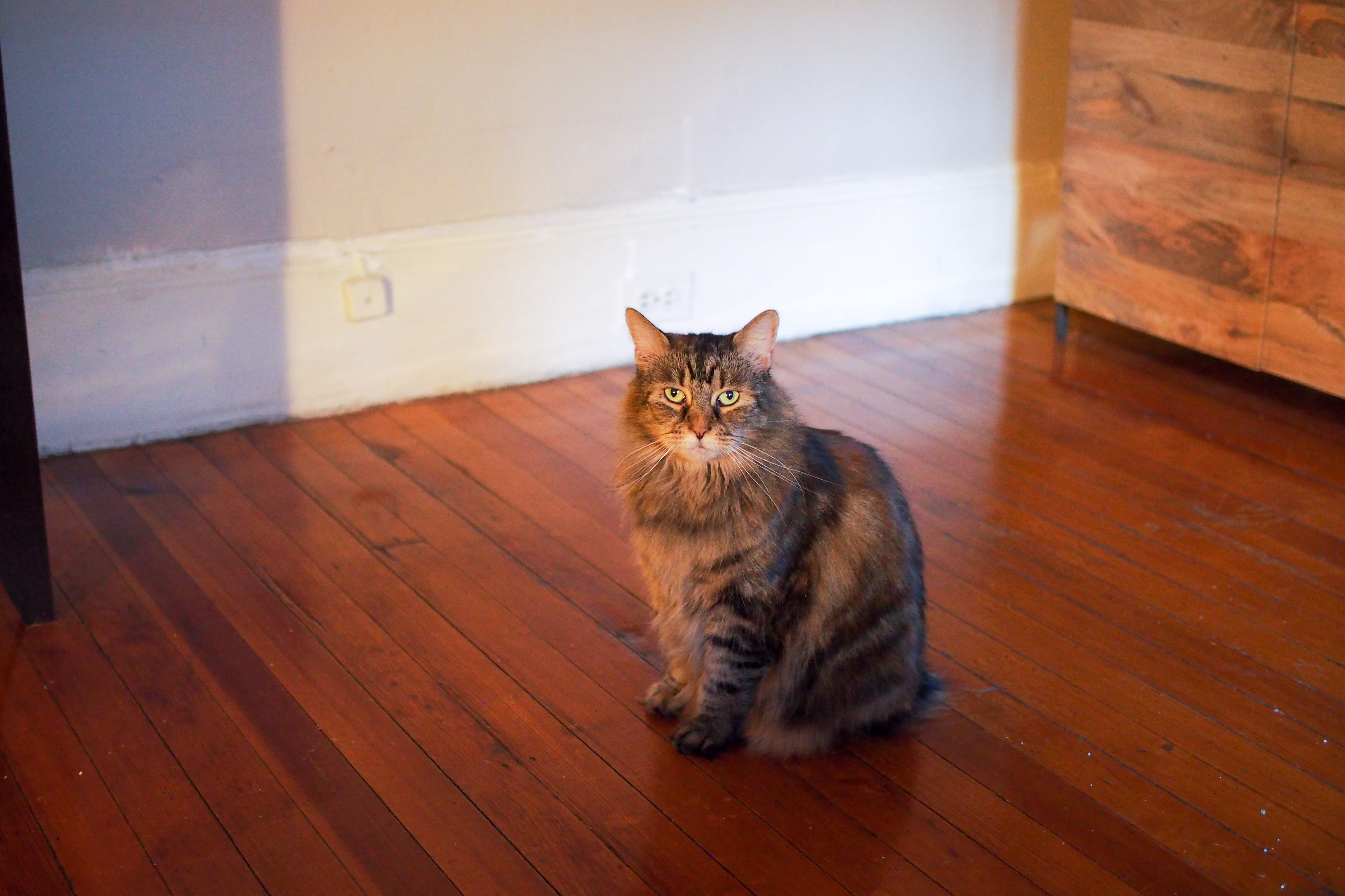 wood, 4K, looking at camera, feline, portrait, whisker, cat, hardwood, indoor, one animal, new york, no people, indoors, sitting, flooring, united states, HD Wallpaper