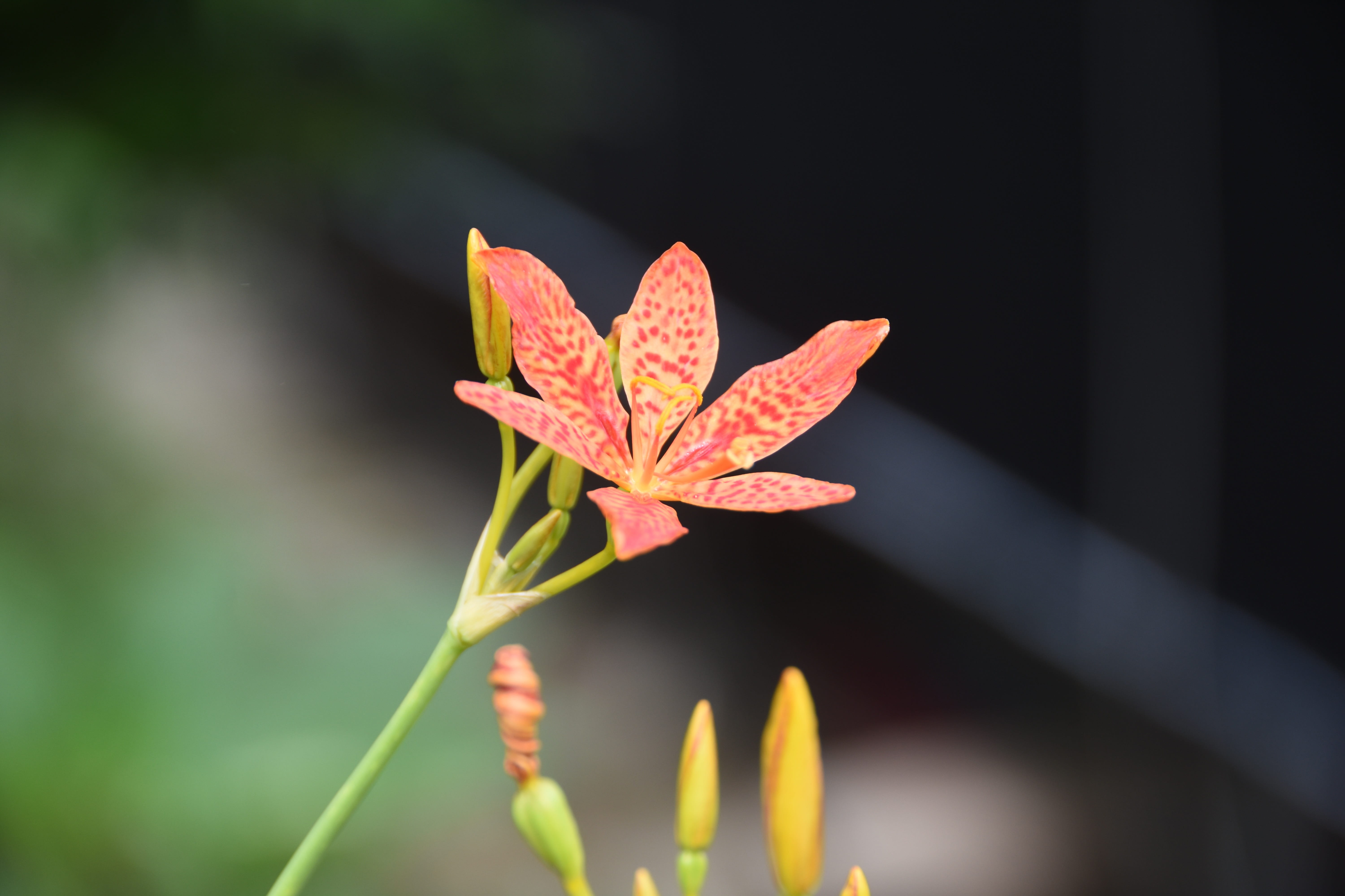 no people, plant part, tranquility, sunlight, out of focus, orange color, autumn, growth, change, flowers, outdoors, red, plant, criminal liabilities, leaf, HD Wallpaper