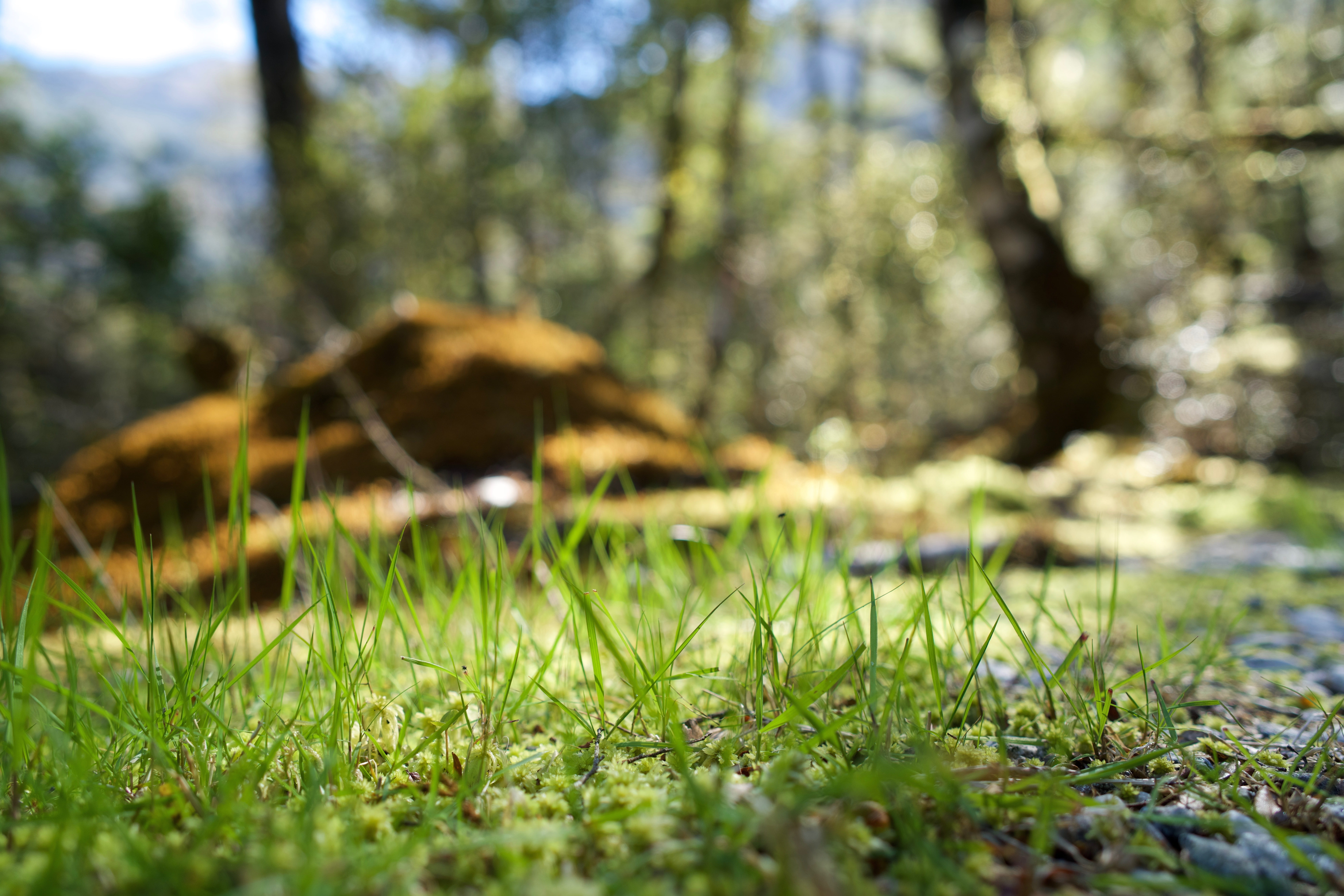 plant, no people, spring, flowering, yellowgreen, the milford track, tree, fresh medium, close-up, field, sunlight, garden, abstract, pool, new zealand, HD Wallpaper