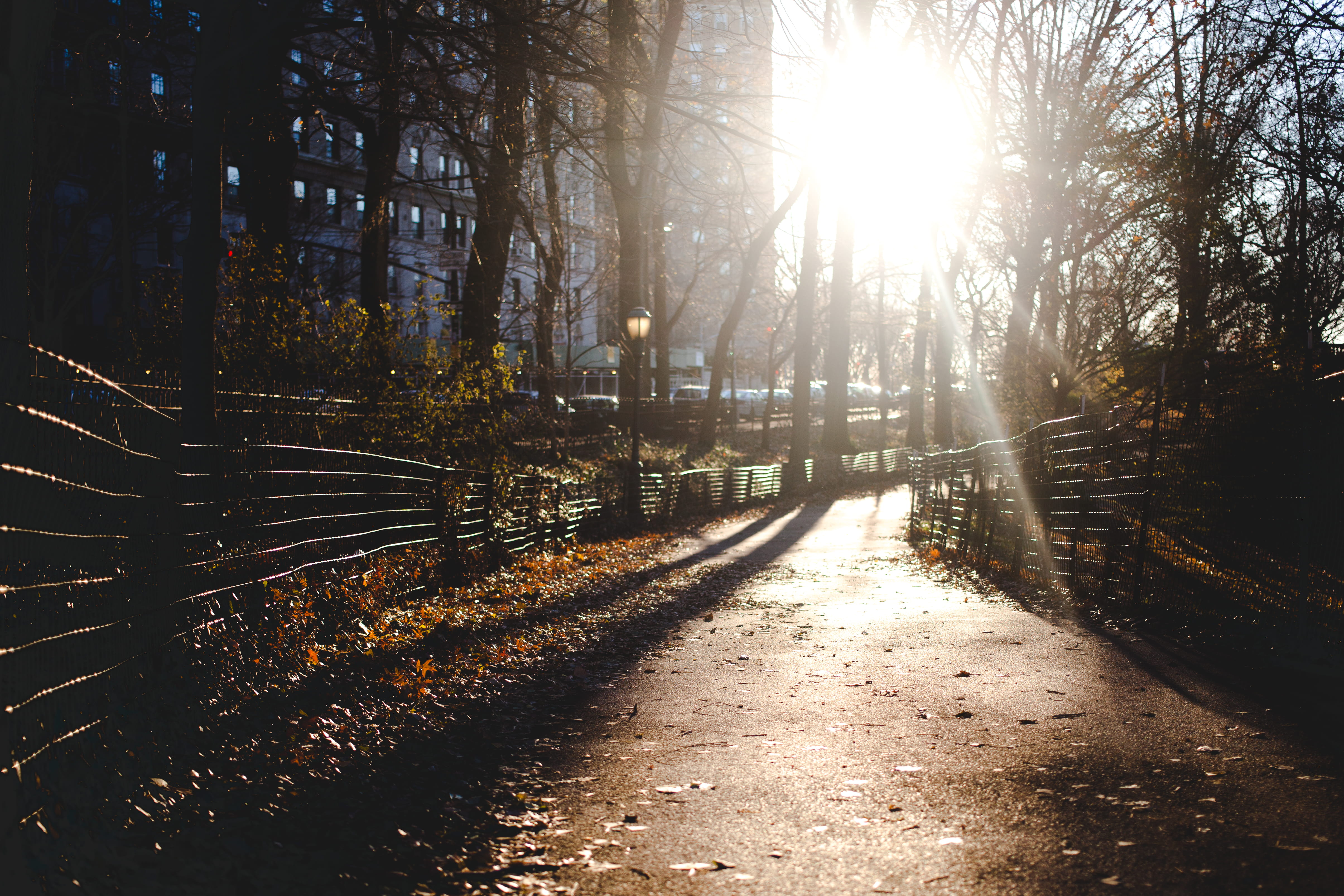 sunset, tranquil scene, sun, new york, direction, golden hour, sunbeam, no people, 4K, united states, sky, outdoors, beauty in nature, plant, tree, sunlight, HD Wallpaper
