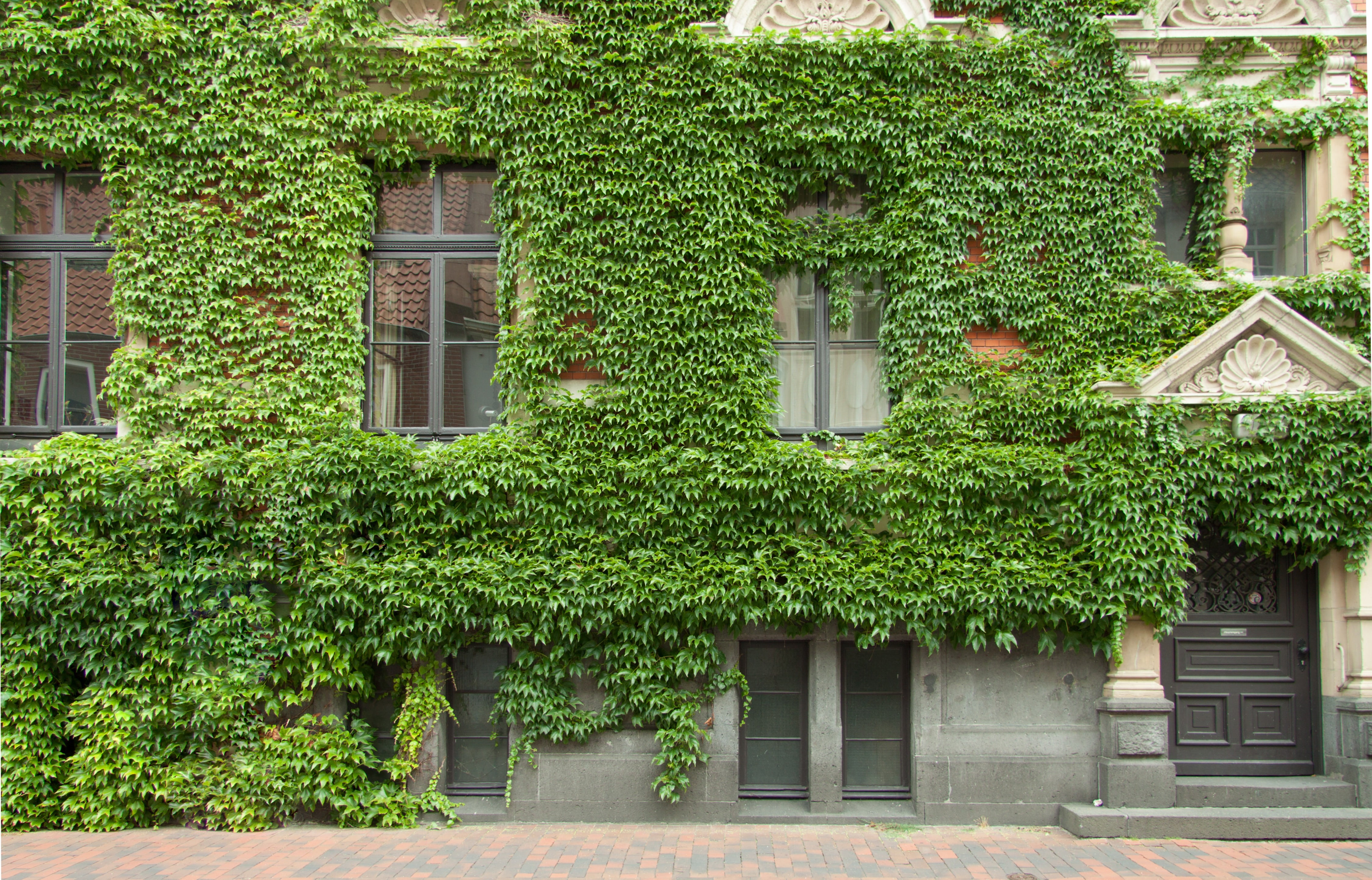 built structure, leaf, no people, ingrowing, vines, tree, building, plant part, ivy, fouling, wine partner, 4K, hedge, growth, house, overgrown, wine, HD Wallpaper