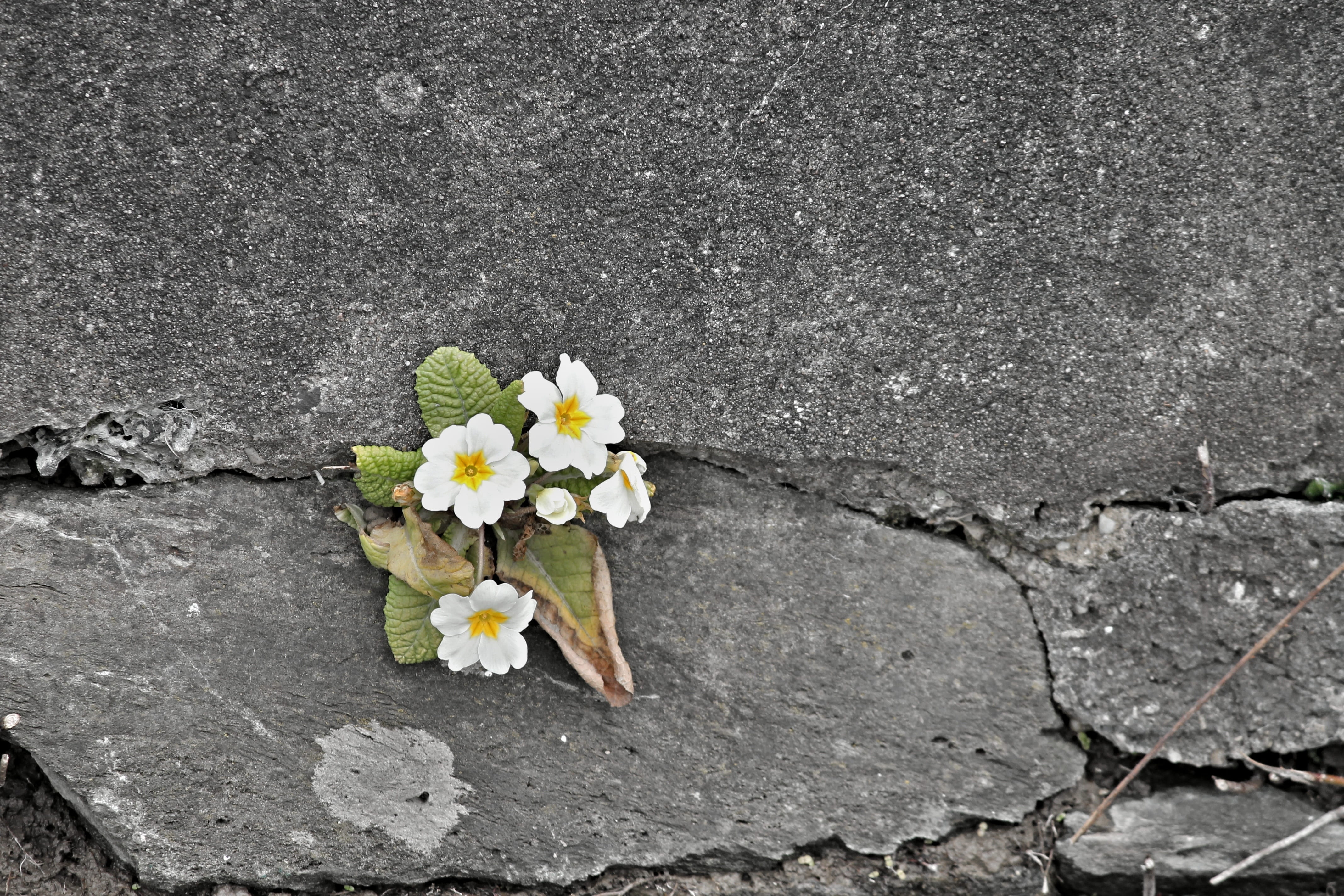 wall flower, gray, bright, concrete, freshness, road, structure, vulnerability, beautiful, fouling, wall, idyllic, directly above, stone, outdoors, flowering plant, HD Wallpaper