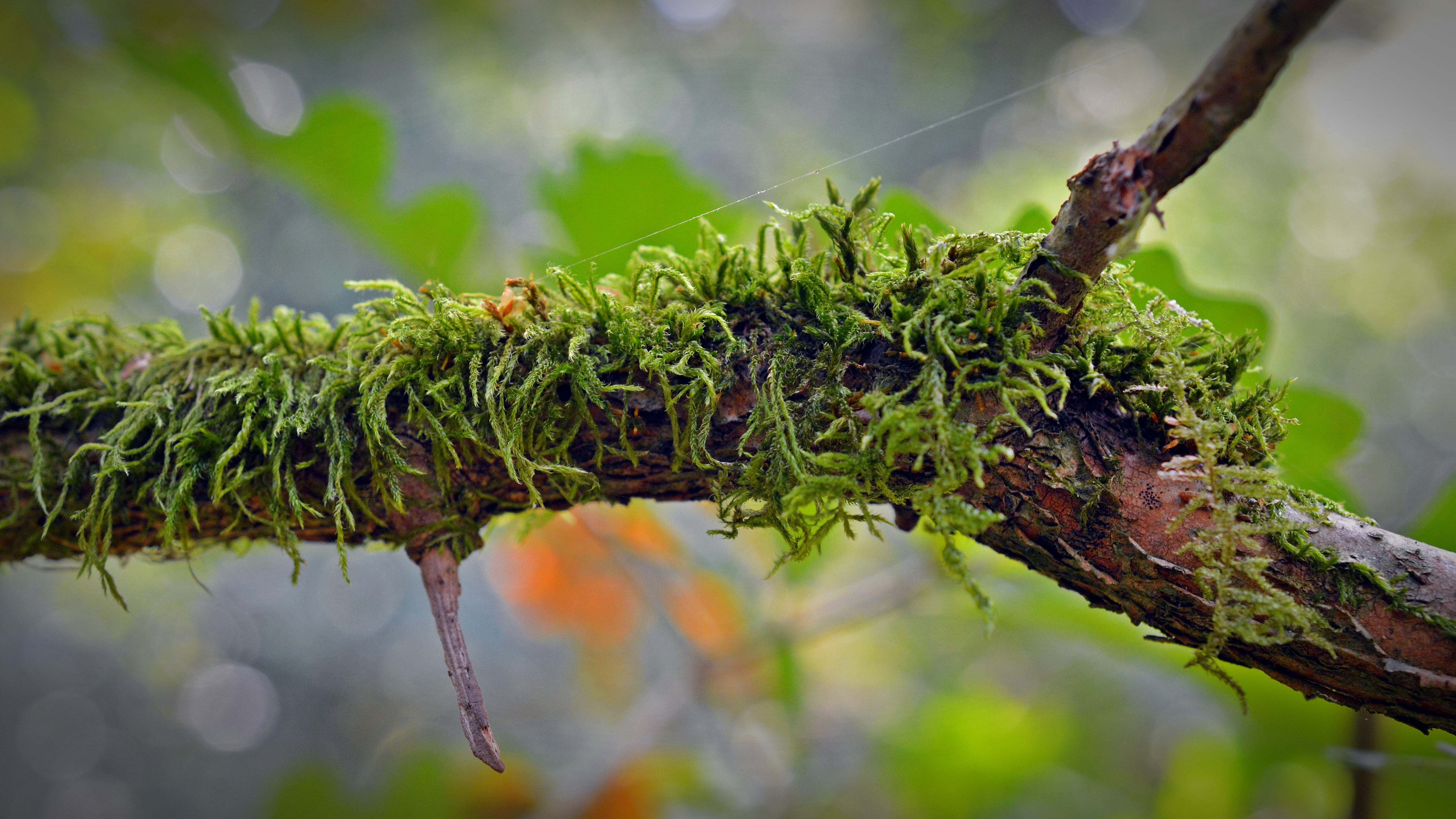 tree trunk, textured, coniferous tree, 5K, branch, focus on foreground, forest moss, weave, tree, leaf, fouling, close, plant part, lichen, plant, outdoors, HD Wallpaper