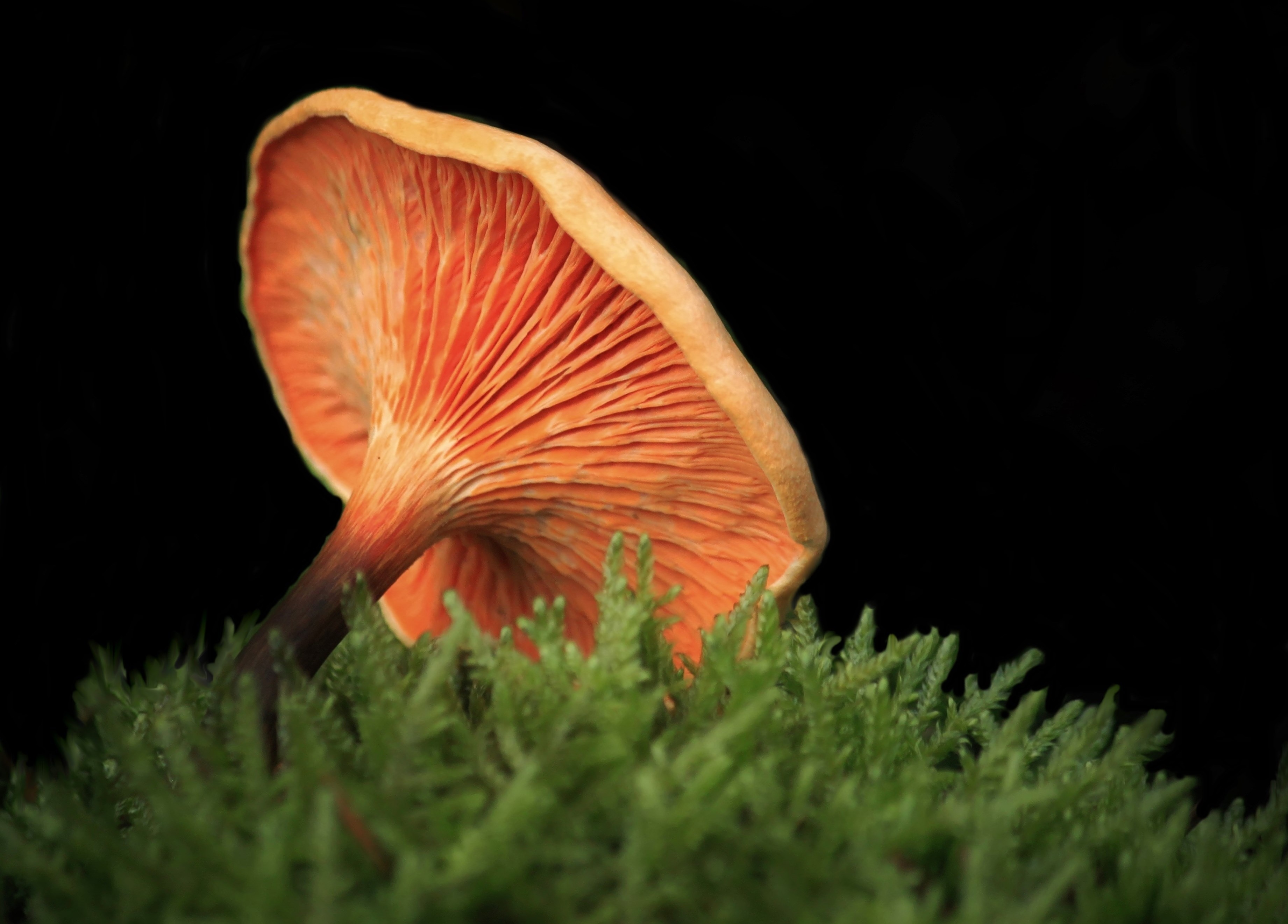 close-up, plant, forest floor, moss, forest plant, no people, growth, animal themes, mushrooms, moose, close, animal, green color, fouling, mushroom, autumn, HD Wallpaper