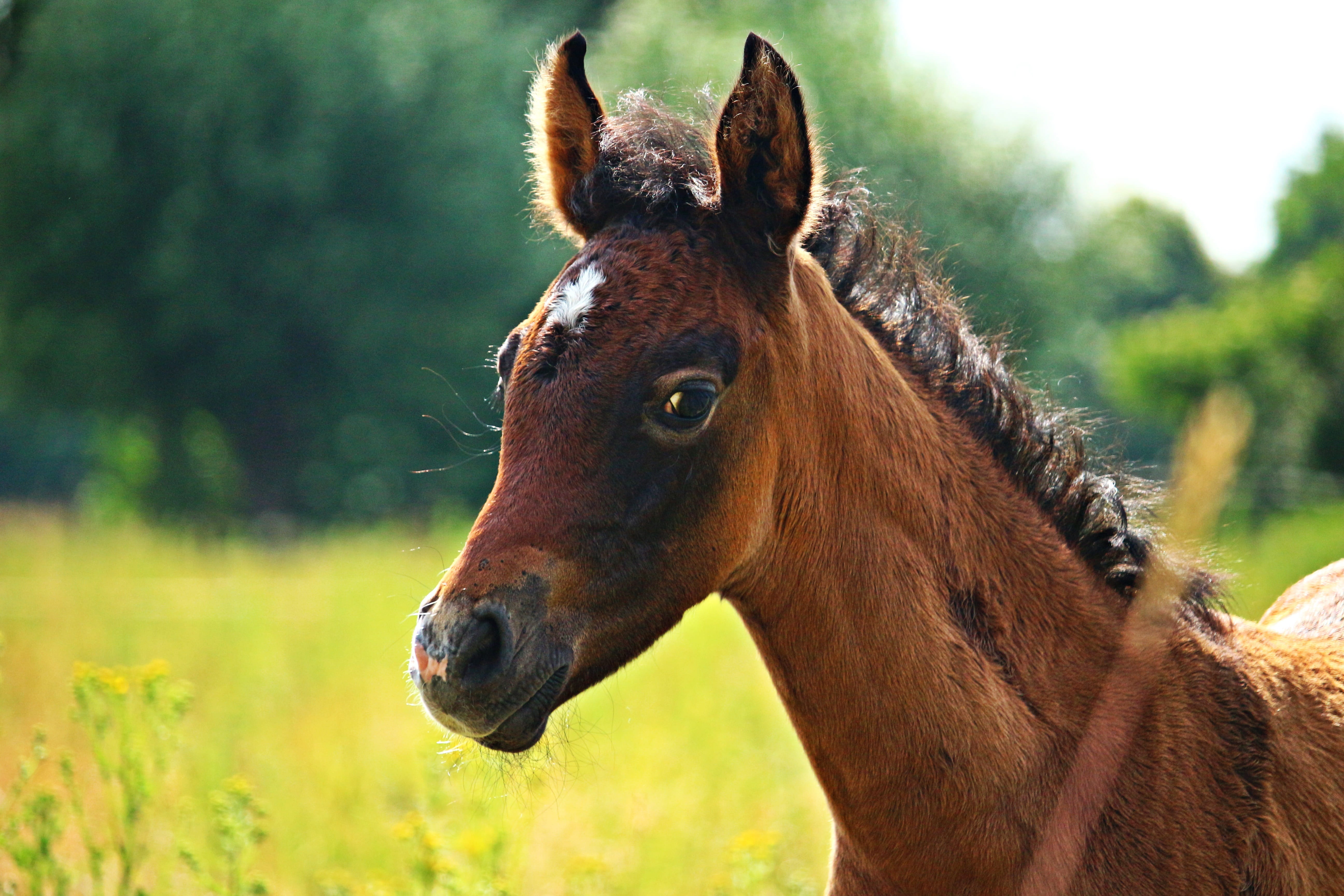 focus, grass, thoroughbred arabian, suckling, brown, foul, foal, white, horse, domestic animals, focus on foreground, plant, animal, no people, herbivorous, HD Wallpaper