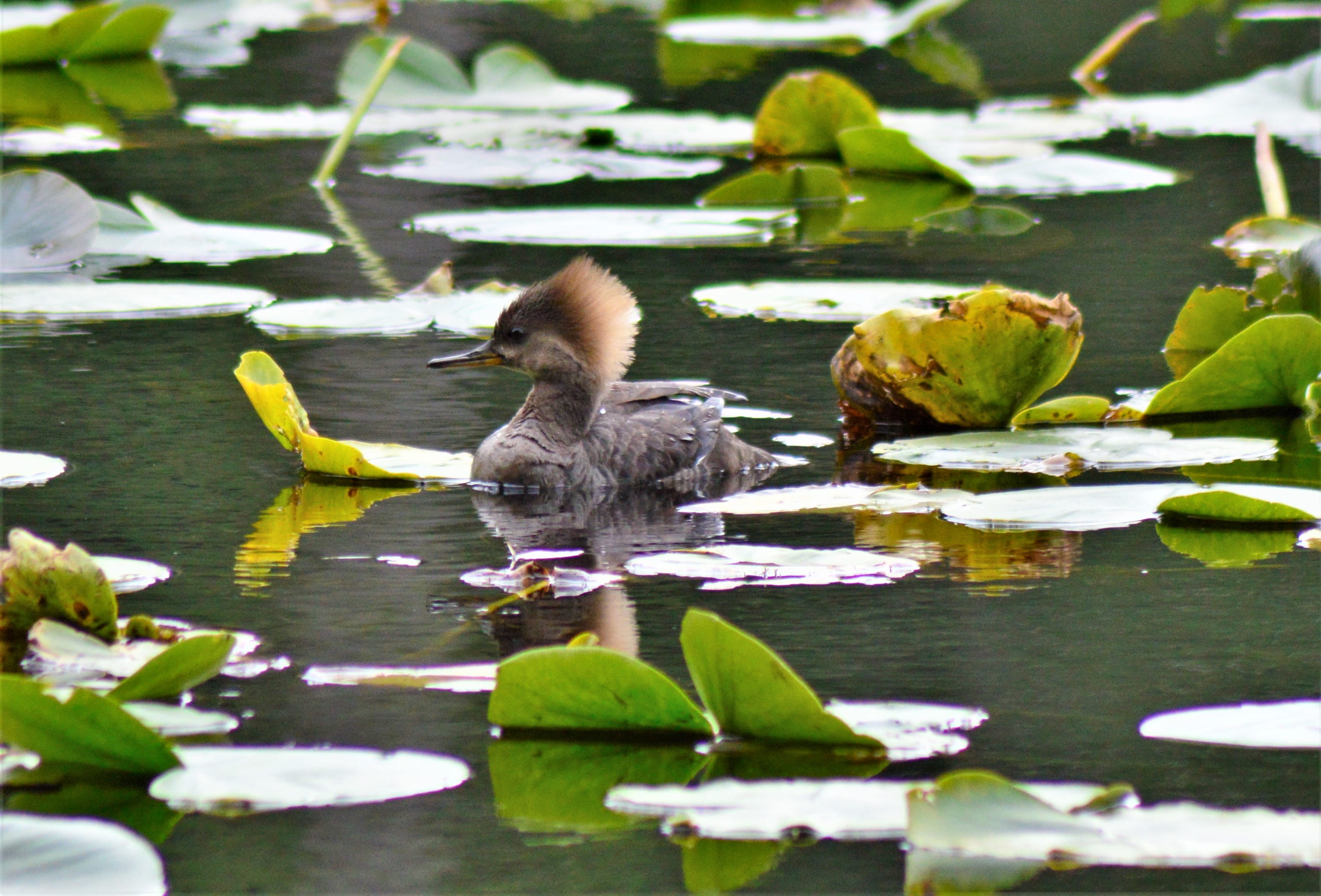 plant part, animal family, floating on water, leaves, vertebrate, lake, beauty in nature, united states, young animal, duck, foul, anacortes, water, nature, HD Wallpaper