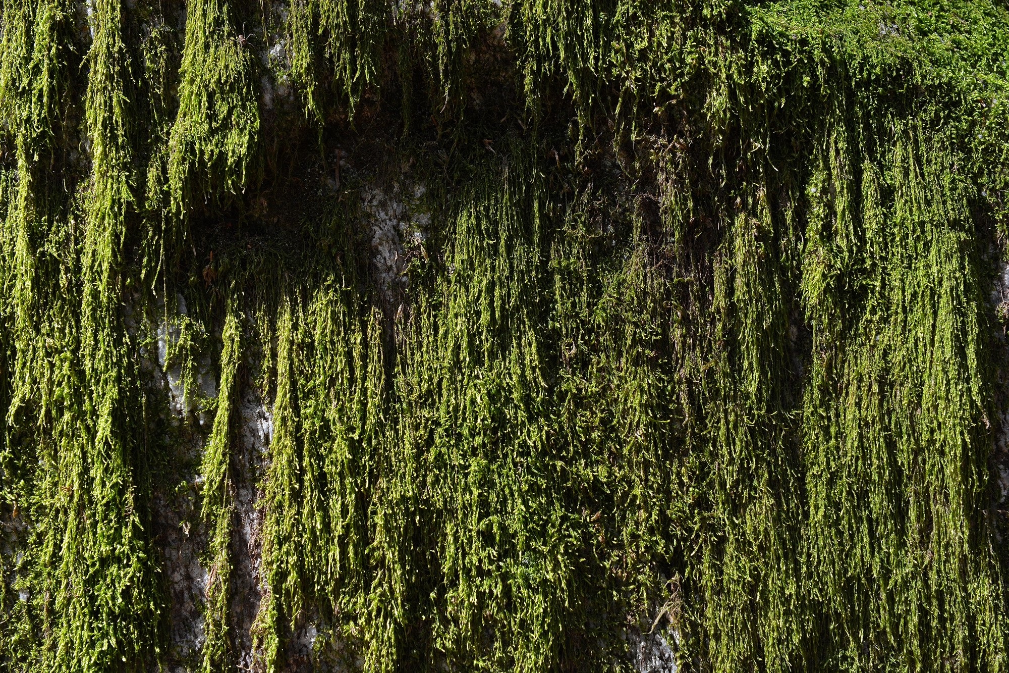 nature, background, tranquility, beauty in nature, stone, 1080P, non-urban scene, tree, tranquil scene, land, texture, forest, moss, trunk, backgrounds, HD Wallpaper