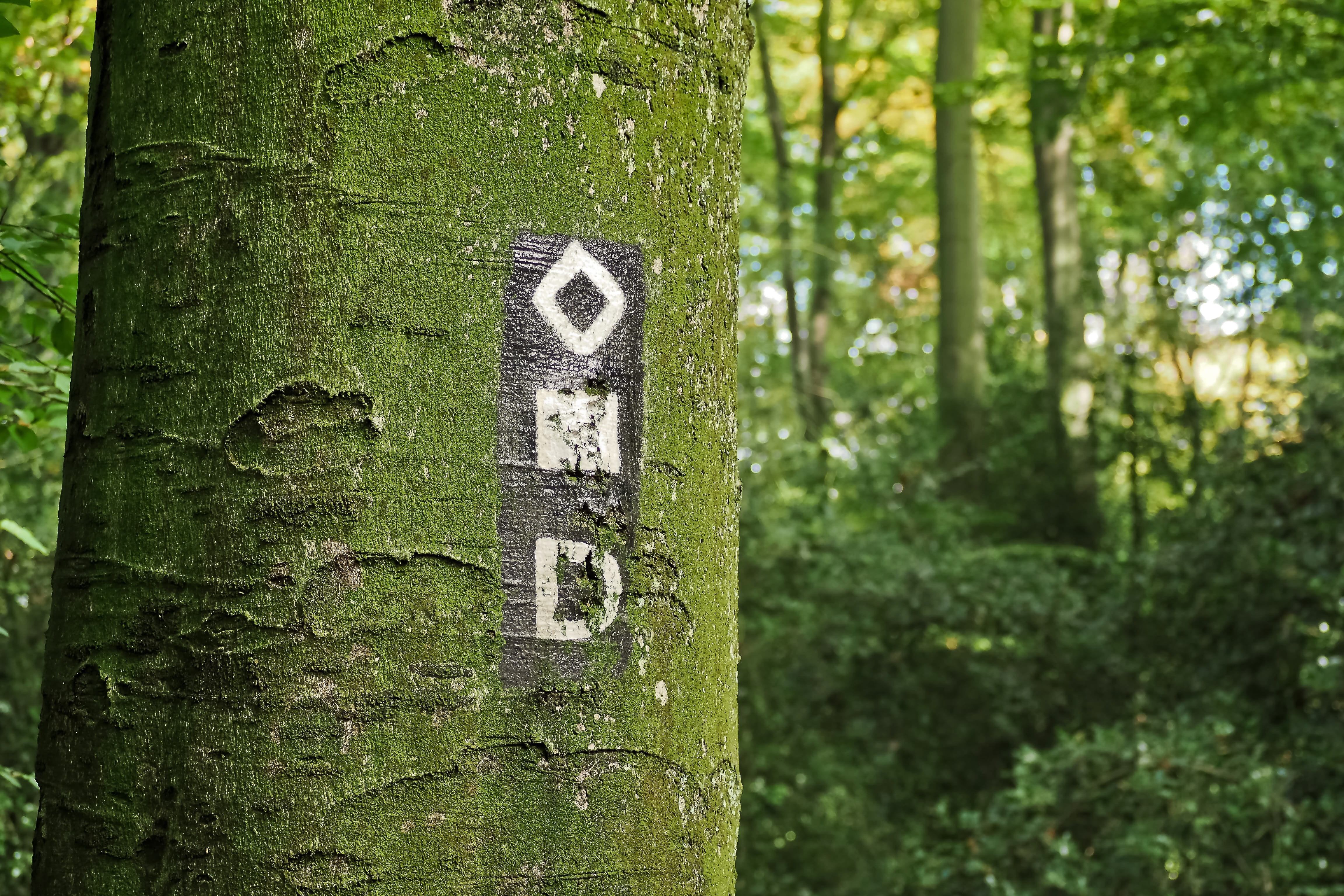 idyll, bark, relaxation, rest, close-up, land, old tree, plant, indicator, no people, quiet, outdoor, migratory character, communication, Strains, outdoors, HD Wallpaper