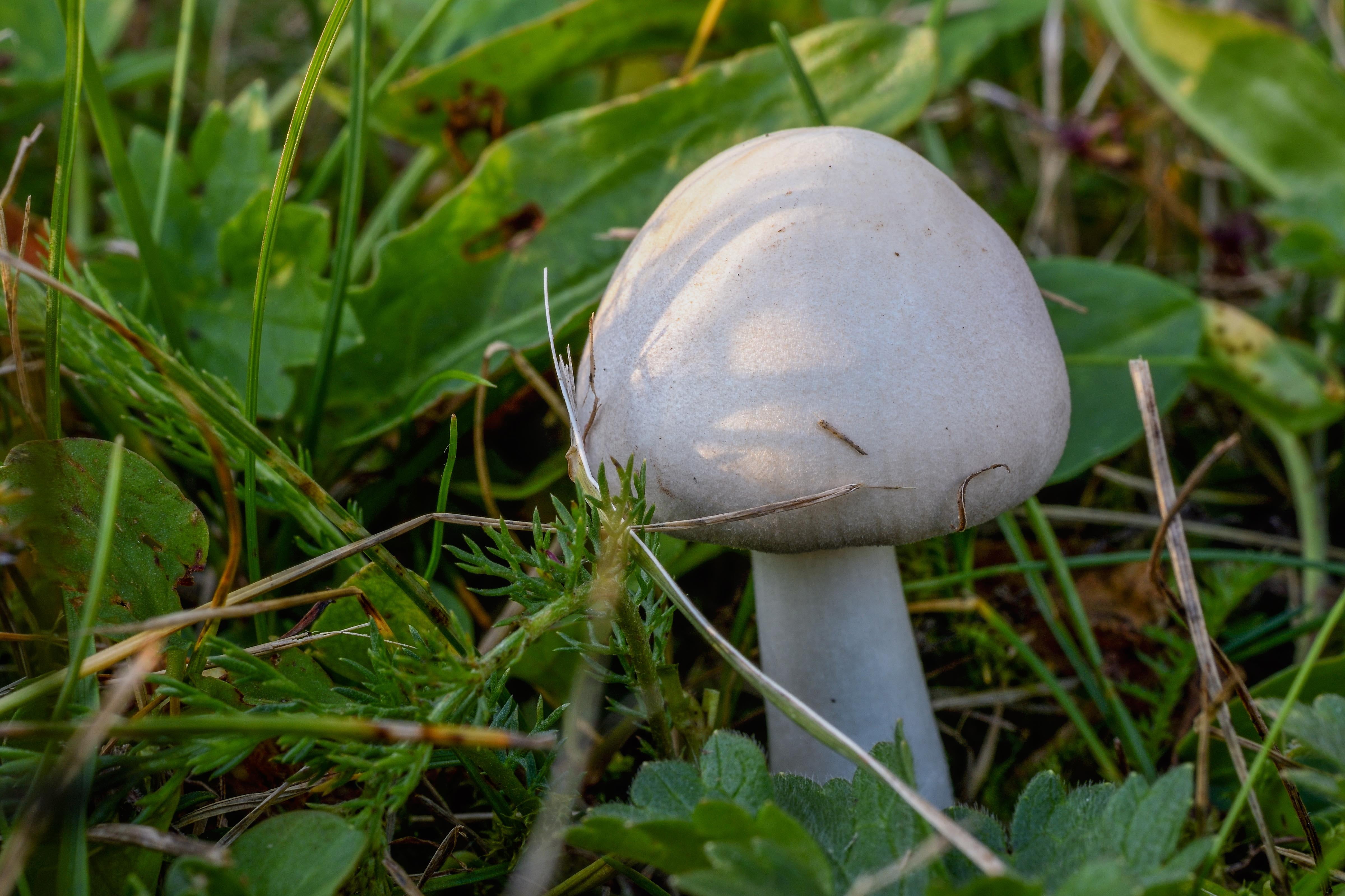 outdoors, land, agaricus xanthodermus, growth, vegetable, grass, white mushroom, food, forest, poisonous, beauty in nature, fragility, macro, fungus, stalk, HD Wallpaper