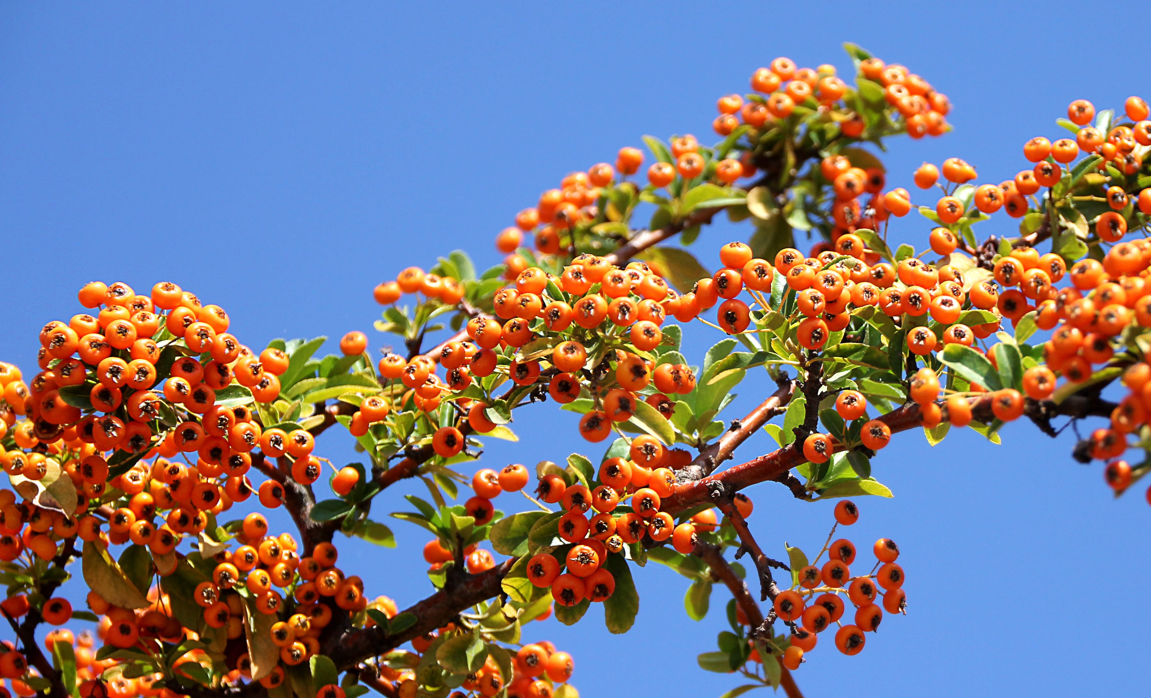 leaf, day, sea buckthorn, plant, garden, orang, outdoors, growth, food and drink, nature, red, rowanberry, no people, clear sky, ripe, sunlight, sky, fouling, HD Wallpaper
