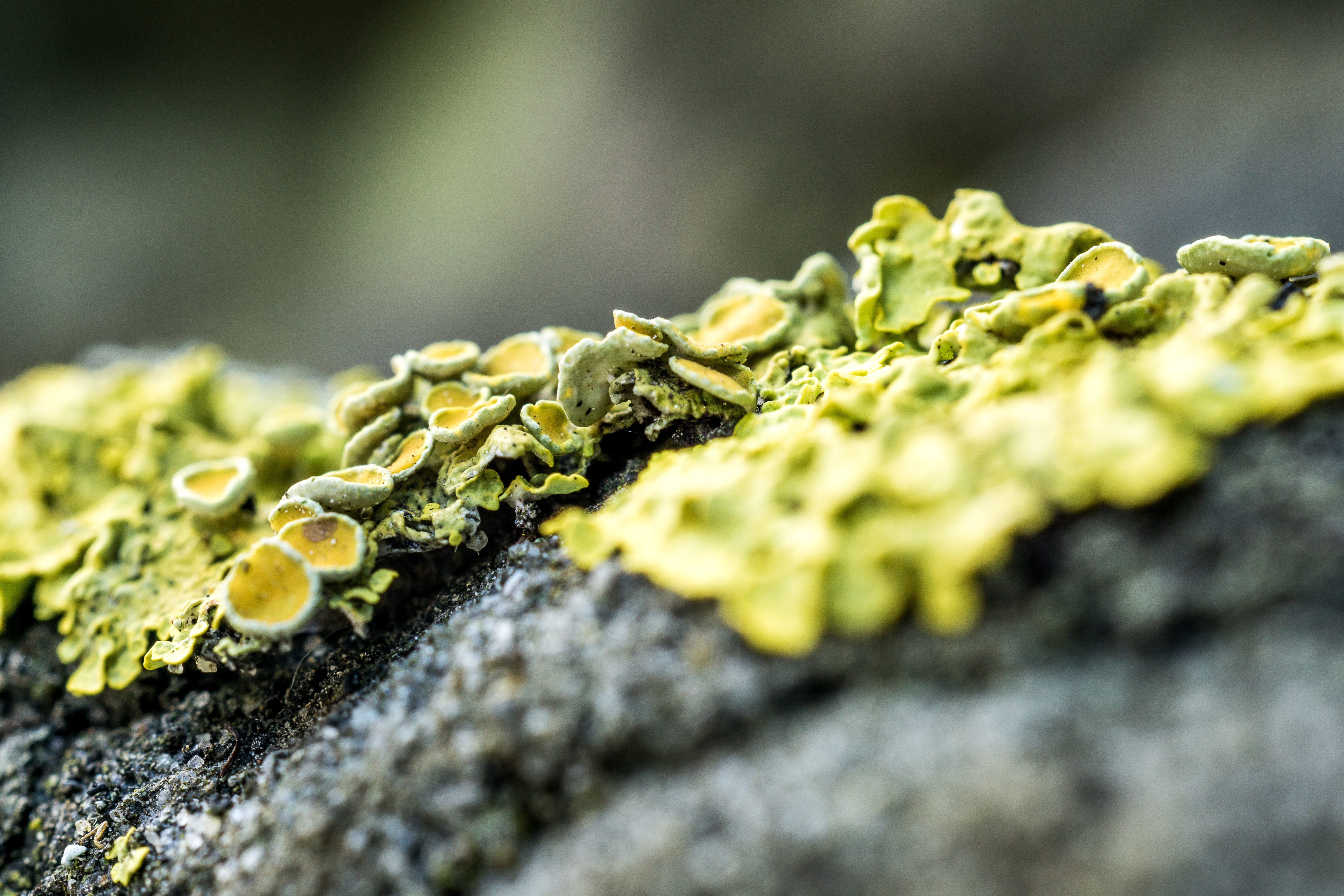 no people, fouling, environment, day, bark, macro, log, growth, tribe, lichen, nature, selective focus, tree, vegetable, green color, textured, fungus, HD Wallpaper