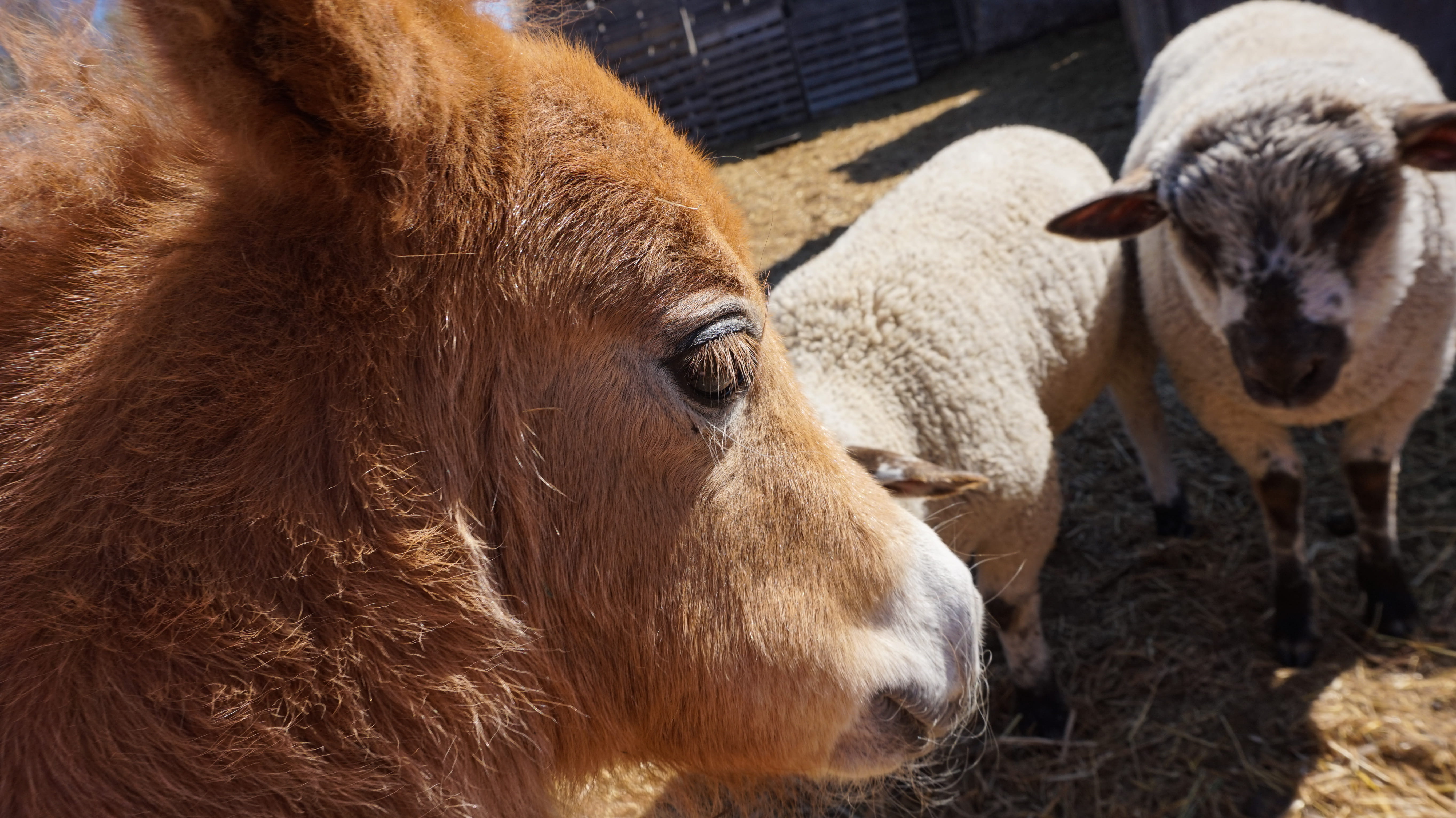 brown, close-up, livestock, domestic, eyes, two animals, twins, foul, group of animals, sunlight, babies, sad, sheep, fillie, up, vertebrate, herbivorous, HD Wallpaper