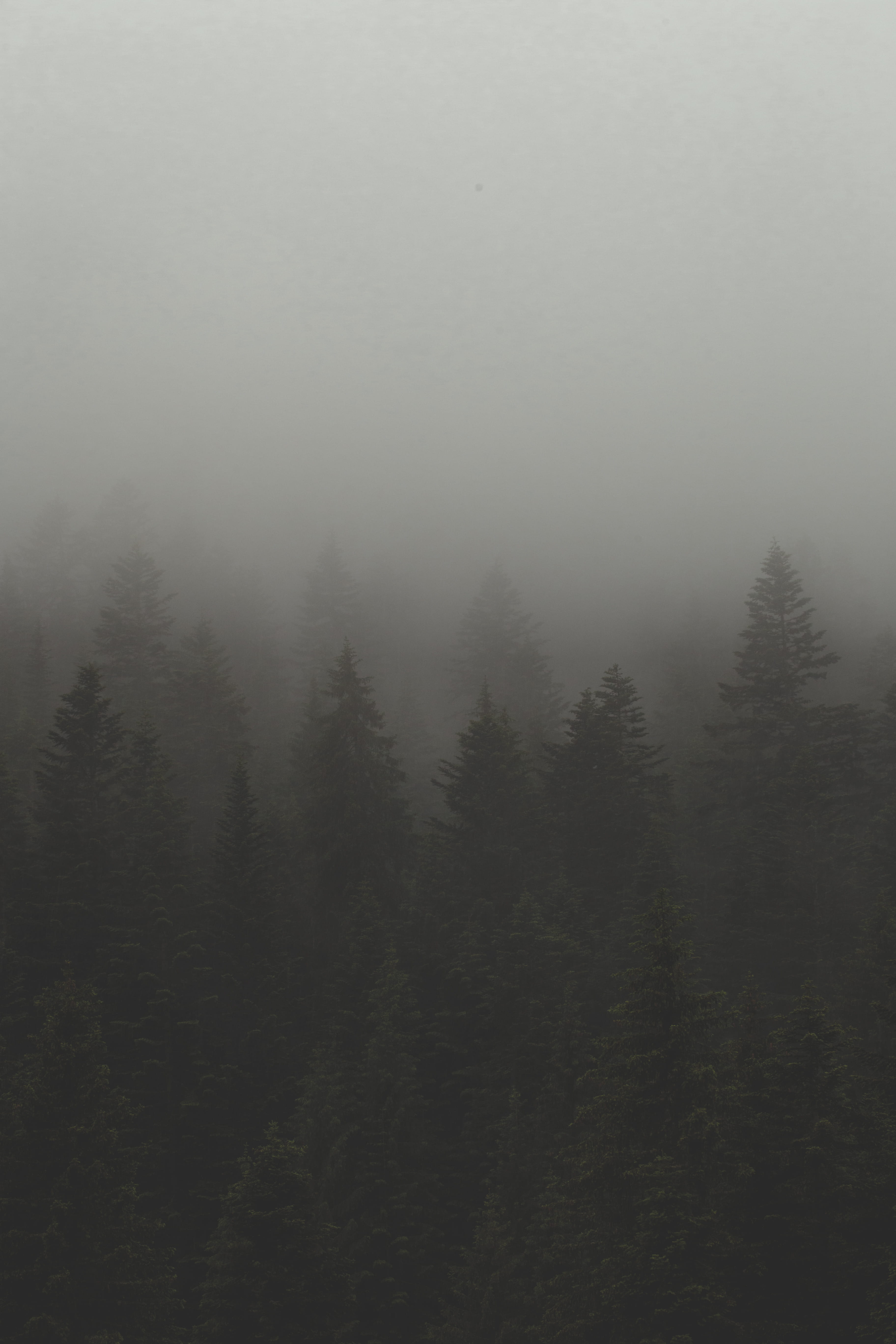 mountain, fog, france, forest, steam, no people, tree, pine, sky, dew, cloud, mist, tranquil scene, wood, backwoods, french alps, jungle, day, backcountry, Phone HD Wallpaper