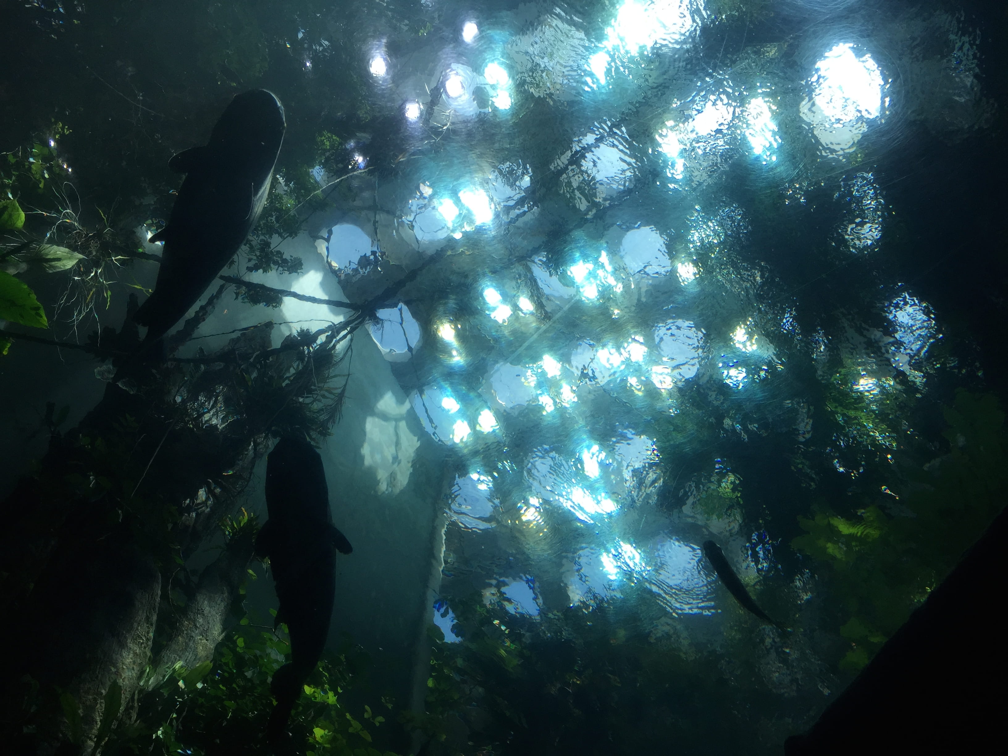 unrecognizable person, school of fish, fish, leisure activity, united states, water, real people, swimming, one person, underwater, undersea, adventure, HD Wallpaper