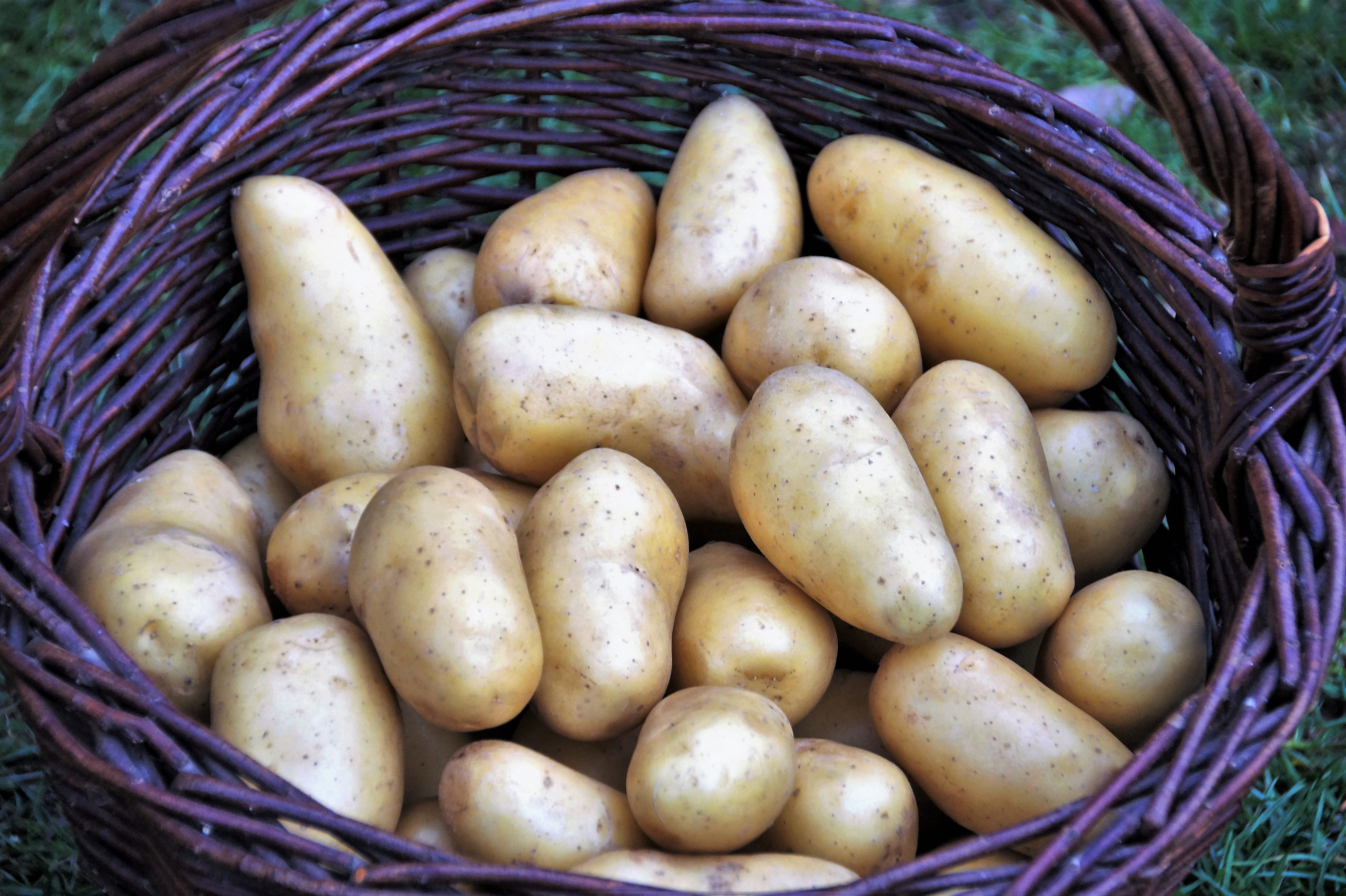 harvesting, vegetables, gardening, freshness, abundance, fresh, wellbeing, high angle view, raw potato, food, bio, 5K, outdoors, organic, potatoes, annex, HD Wallpaper