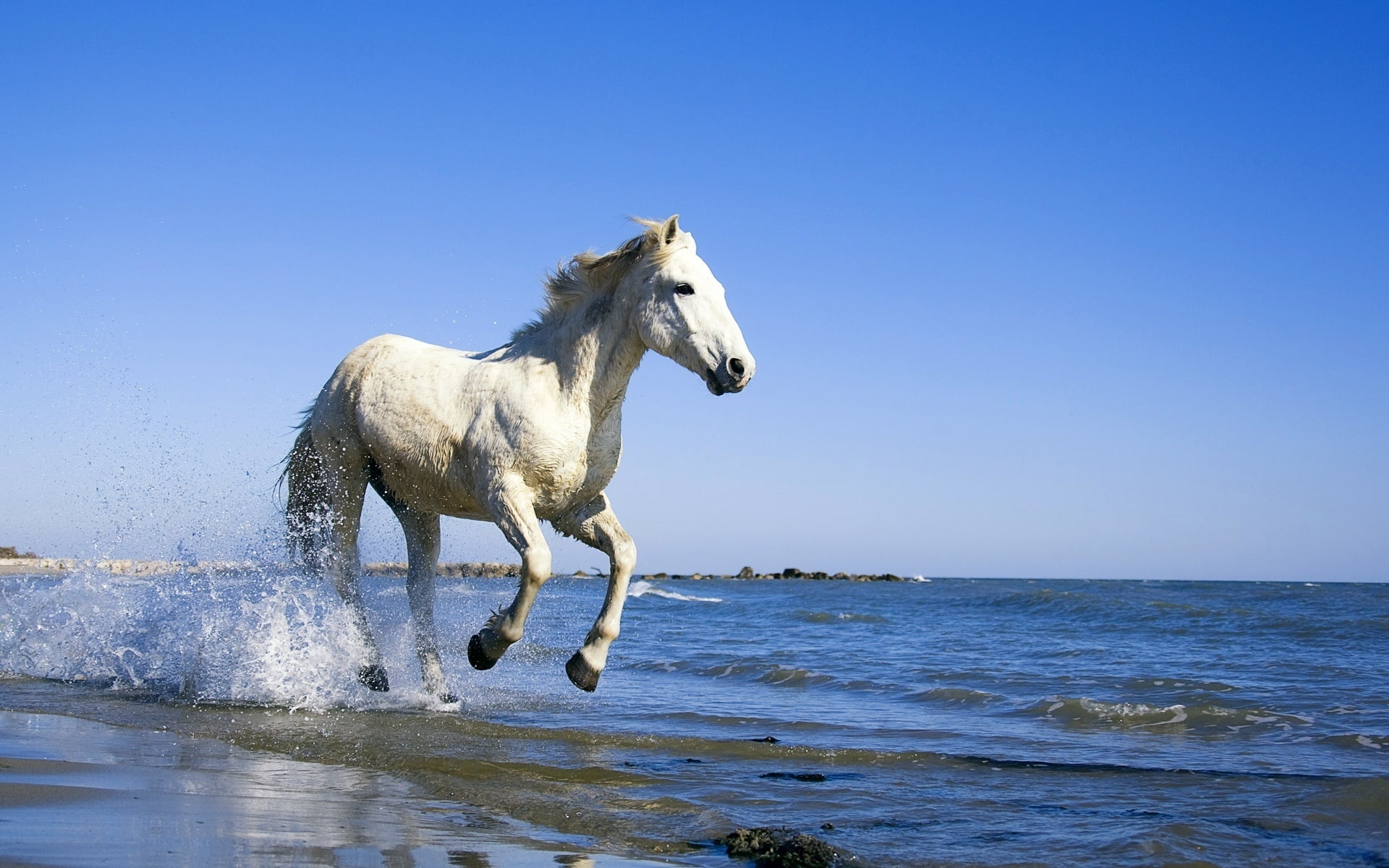 ocean, white, 1080P, running, horse, beach, stud, relaxing, HD Wallpaper