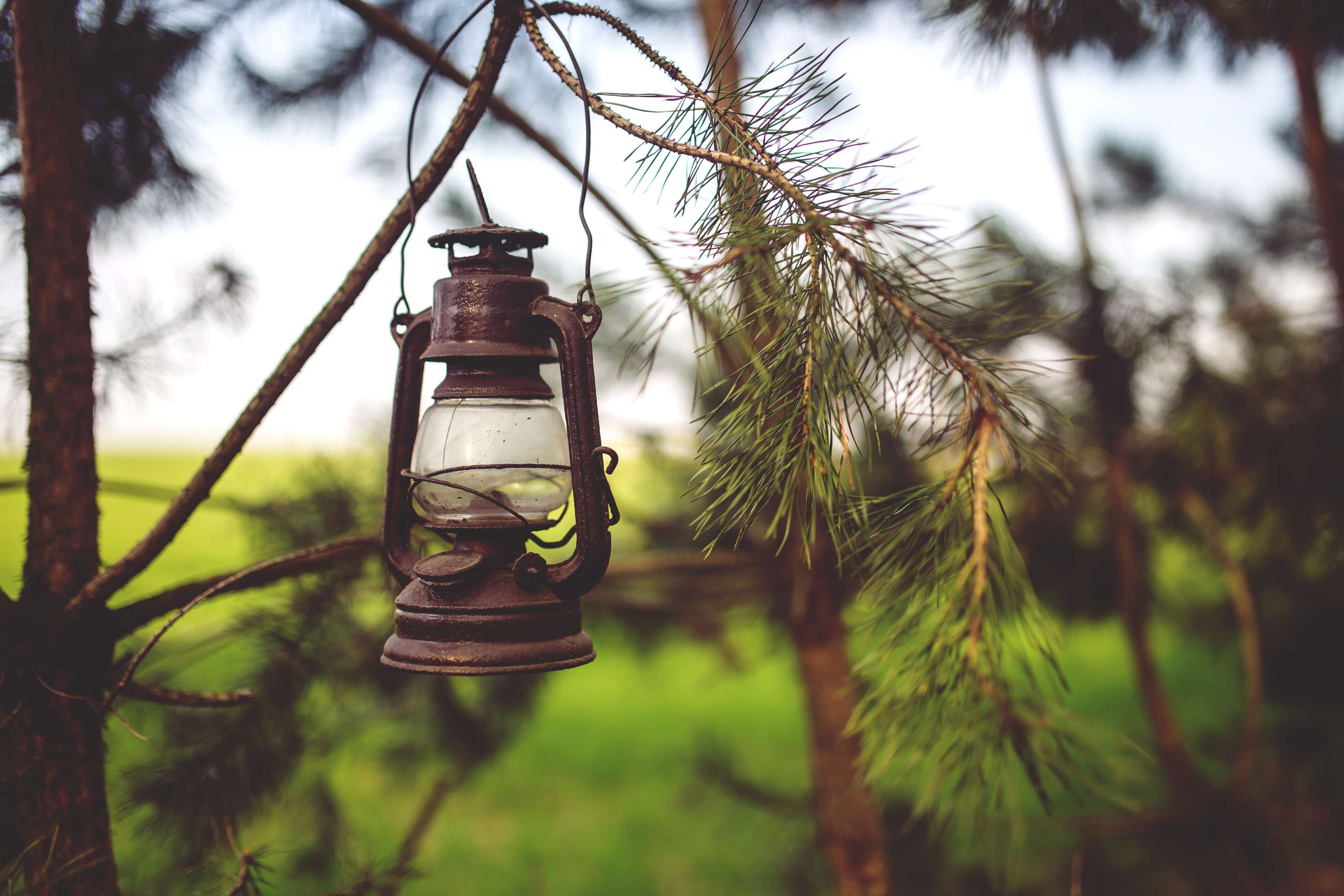 decoration, park, christmas, garden, gold, old fashioned, landscape, lamp, 4K, pinophyta, conifer, branch, color, kerosene, bright, outdoors, lantern, HD Wallpaper
