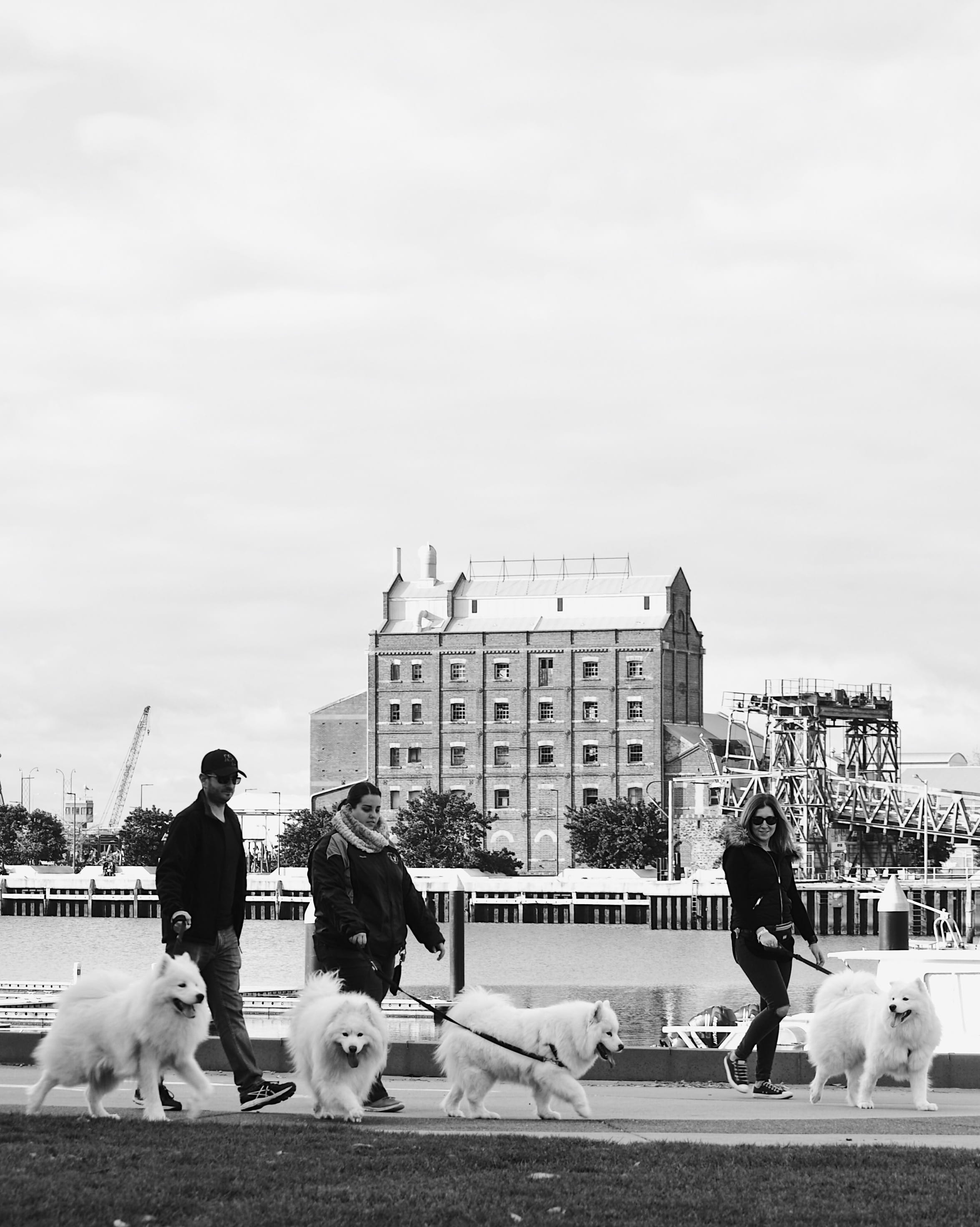 dog, domestic, mammal, architecture, real people, pets, people, canine, outdoors, australia, dogs, pet owner, vertebrate, nature, one animal, building exterior, Phone HD Wallpaper