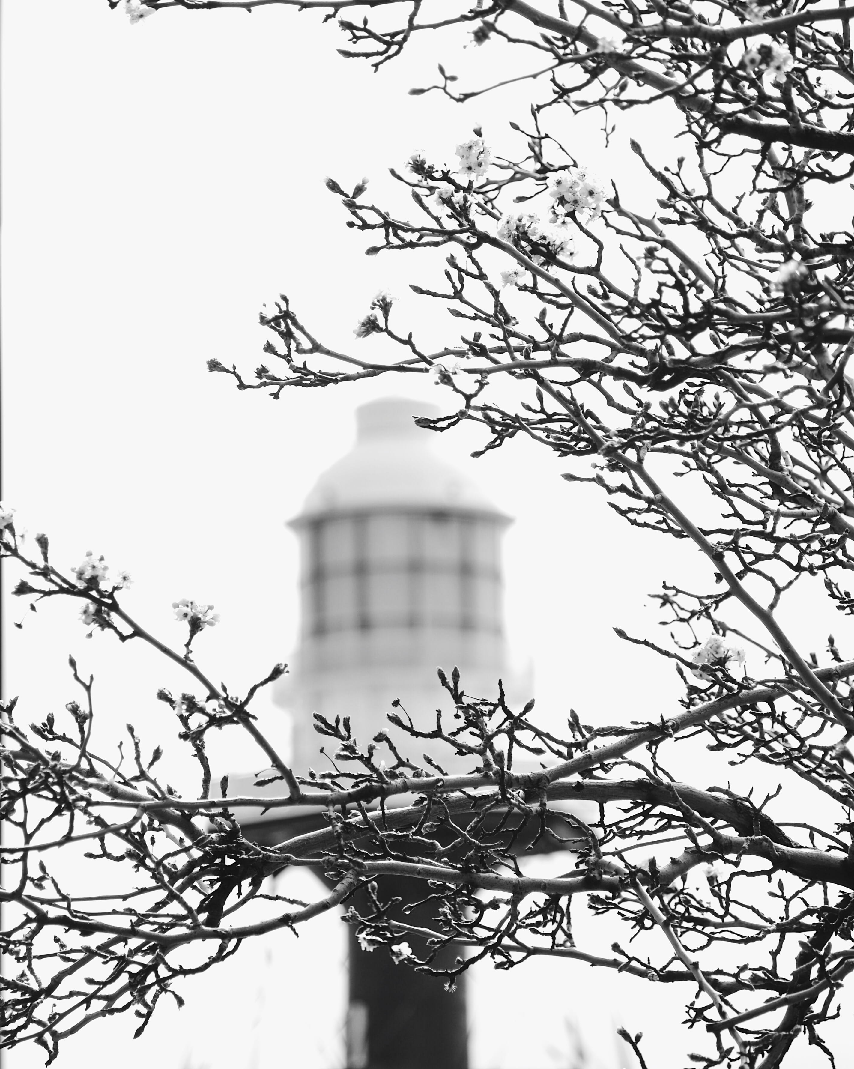 2K, building, growth, itsportadelaide, tree, plant, lighthouse, religion, place of worship, south australia, outdoors, sky, low angle view, trees, architecture, Phone HD Wallpaper