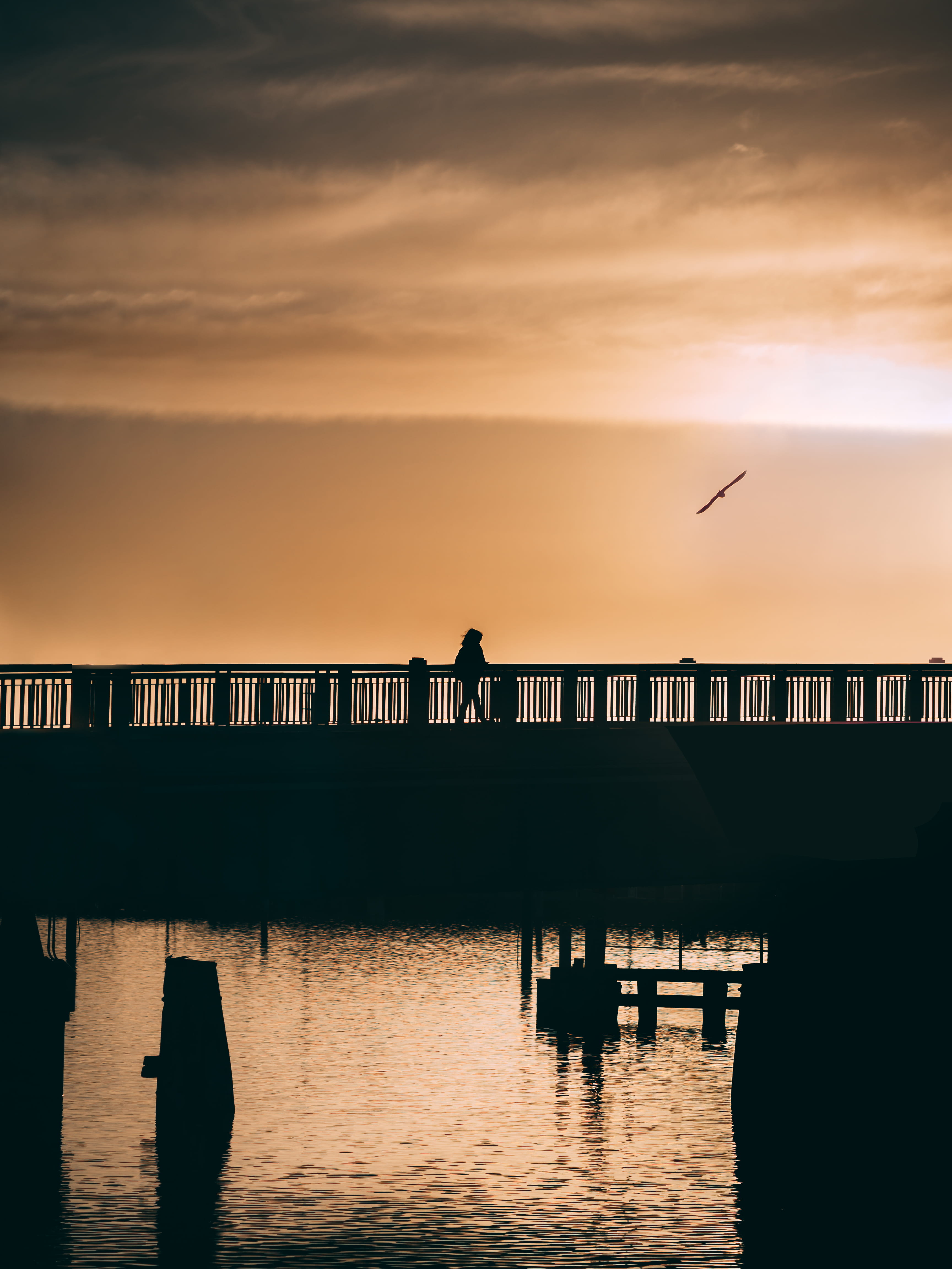 built structure, adventure, animals in the wild, bird, port adelaide, vertebrate, bridge, orange color, waterfront, nature, urban, sunset, explore, sea, Phone HD Wallpaper