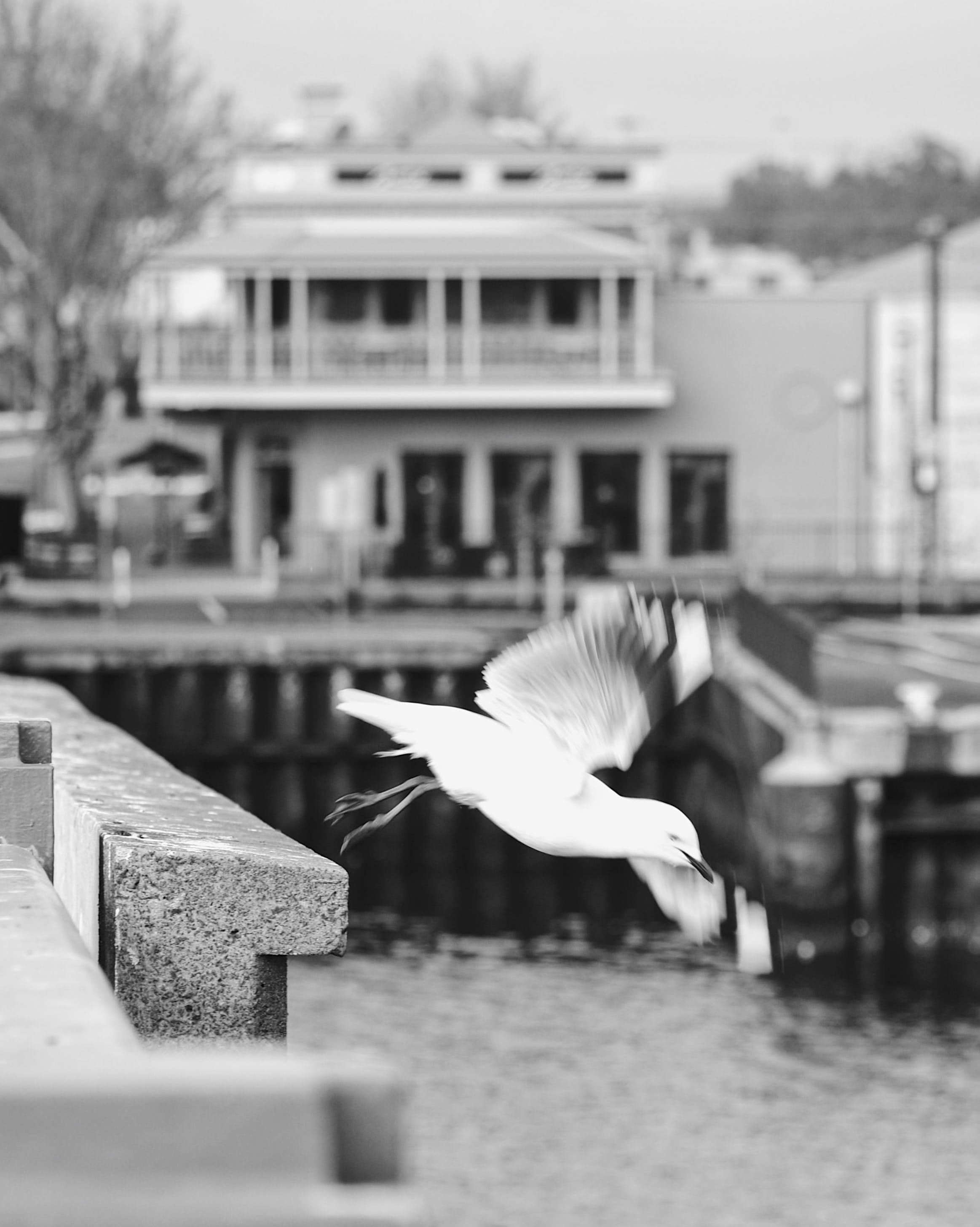 seagull, no people, pub, focus on foreground, built structure, black and white, vertebrate, 2K, spread wings, motion, nature, outdoors, building exterior, Phone HD Wallpaper